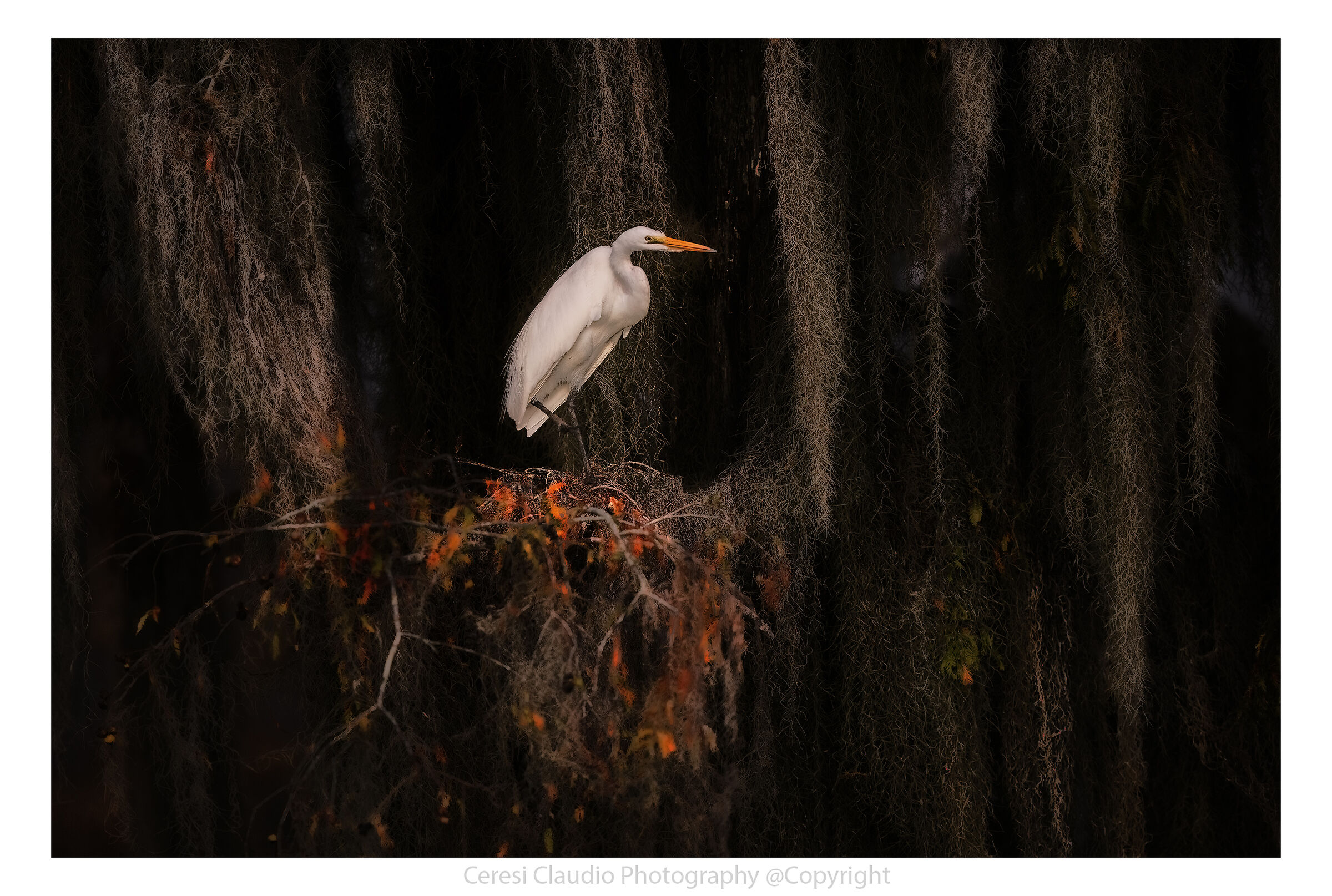 Great white heron on cypresses ...