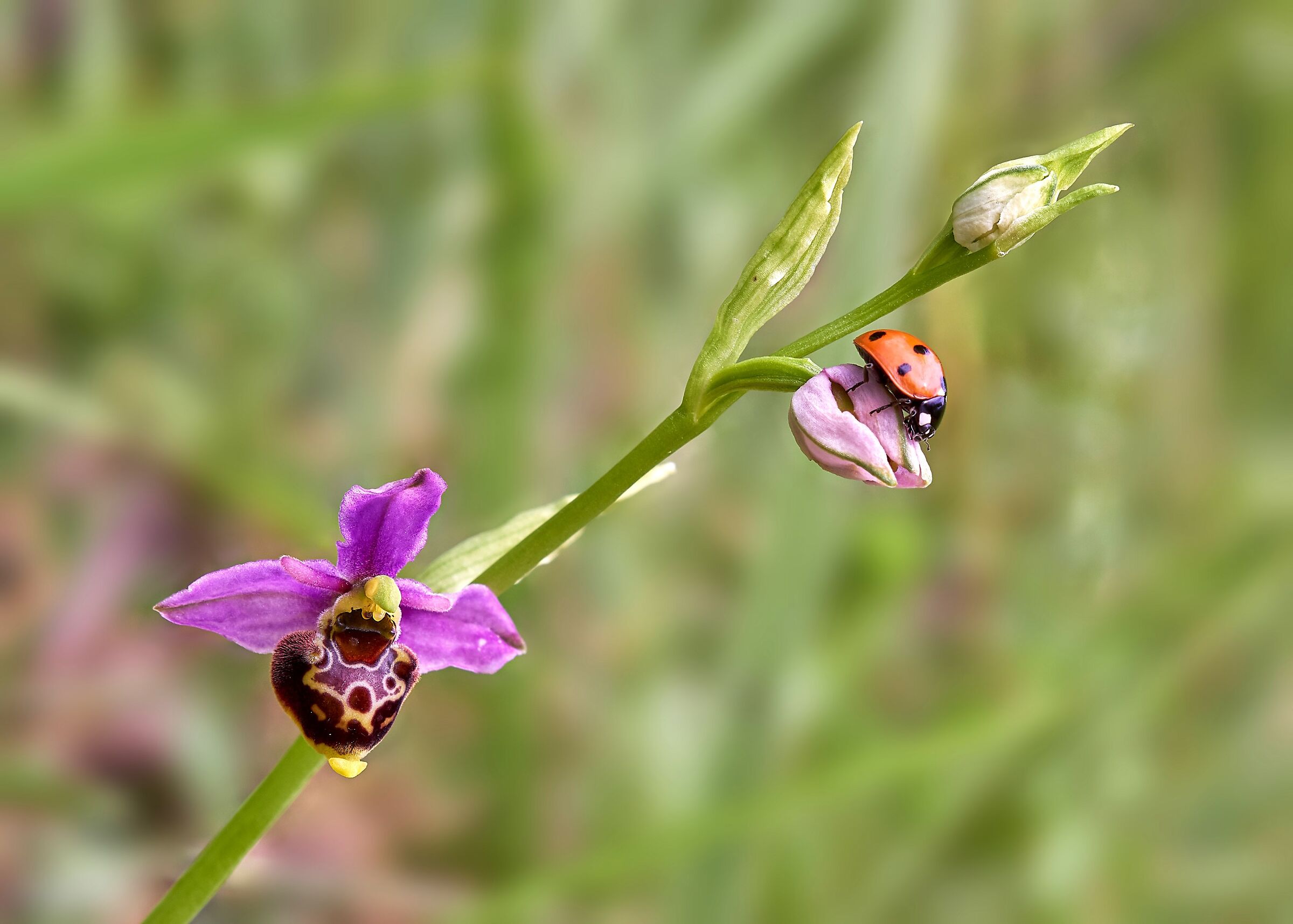 The orchid and the ladybug...