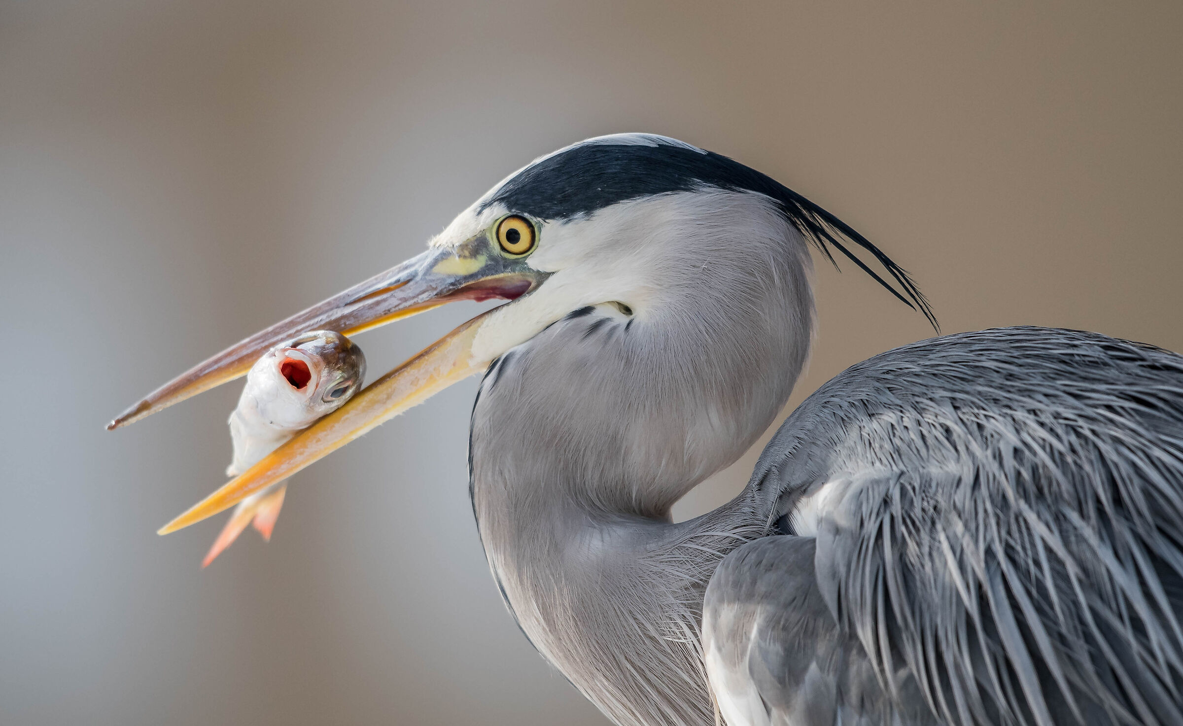 grey heron with prey...