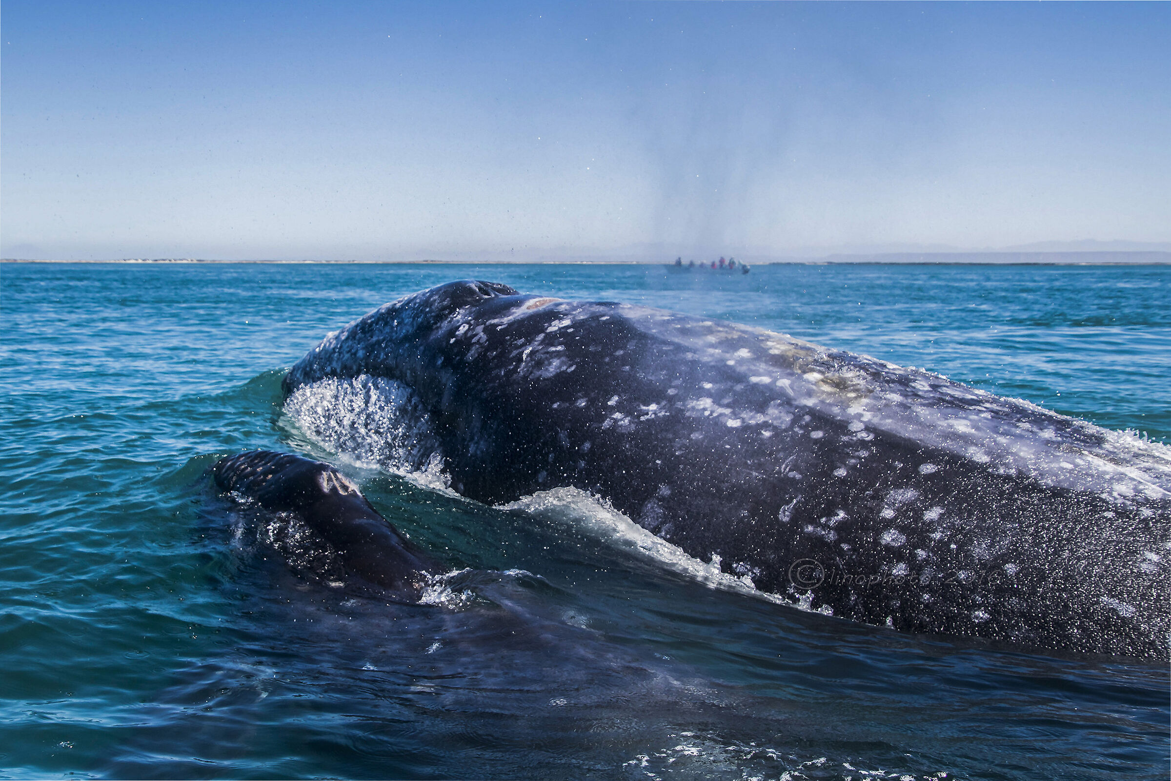 Gray whale with small...