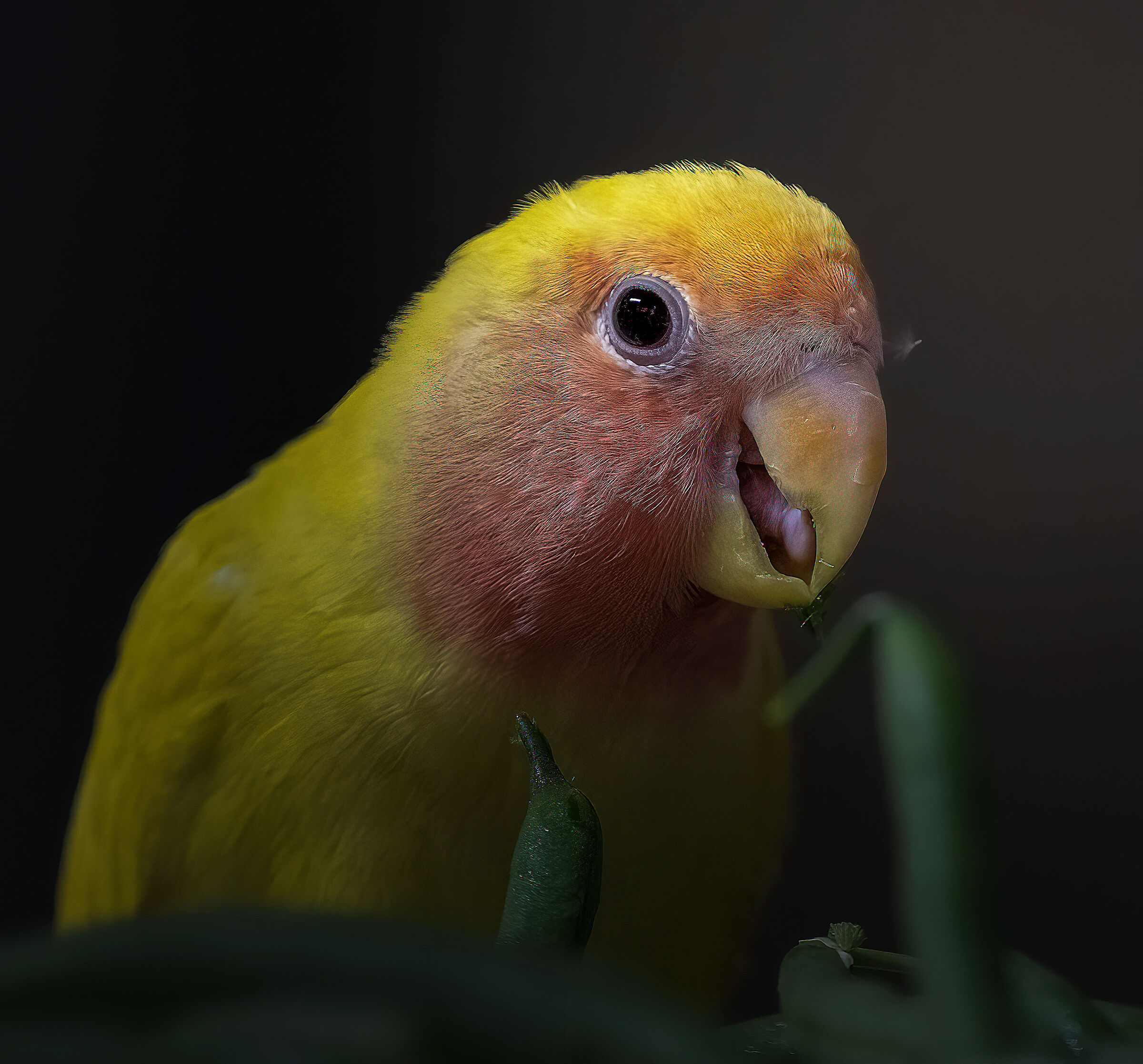 Yellow bird...