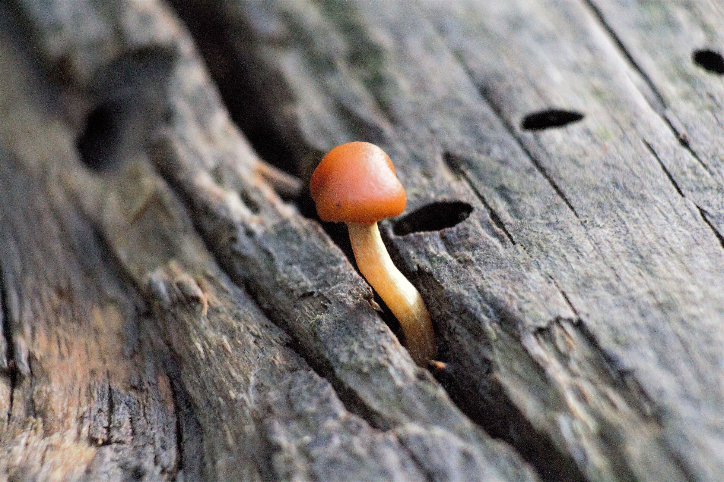 very small mushroom...