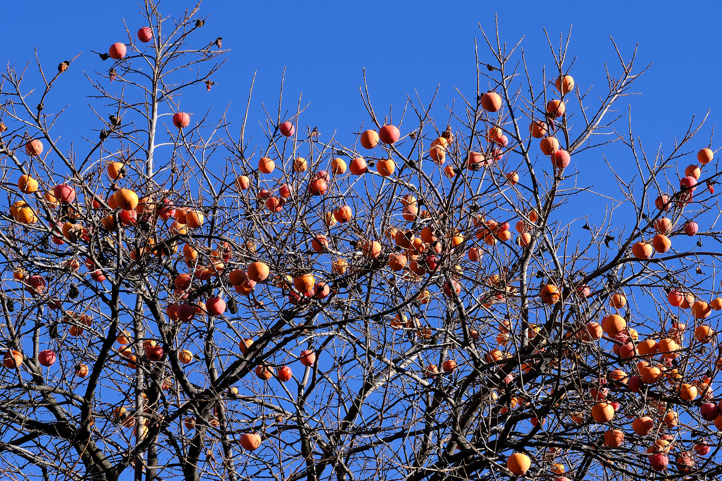 Winter fruits...