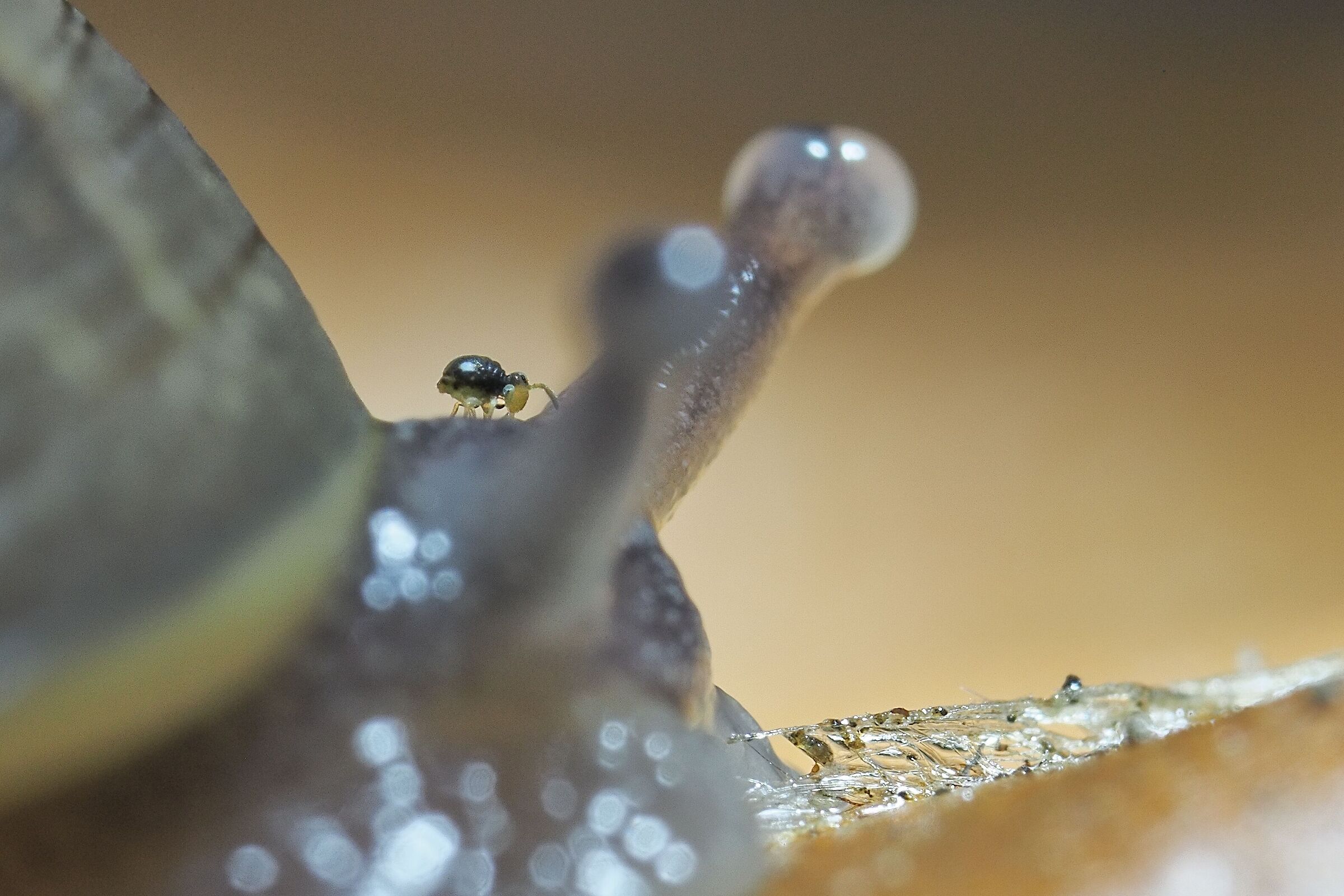 Riding the snail or springtail rodeo...