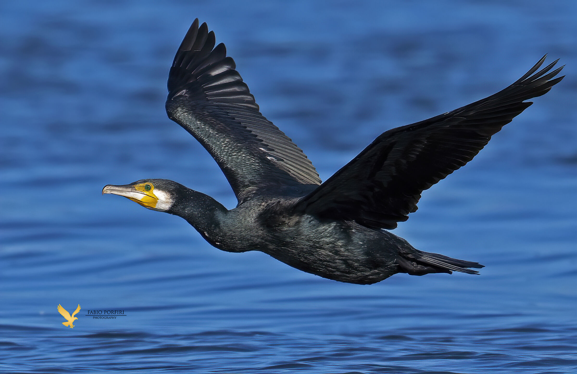 The iridescences of the cormorant...