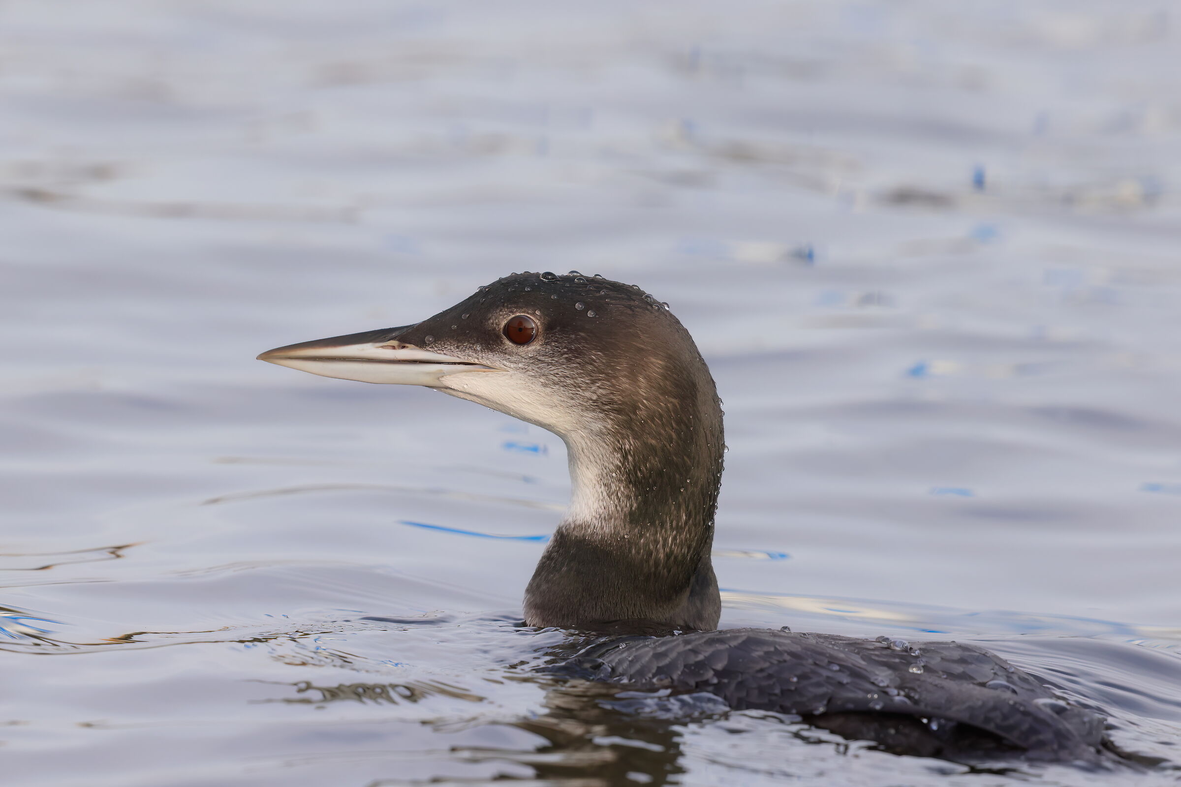 Great northern diver...