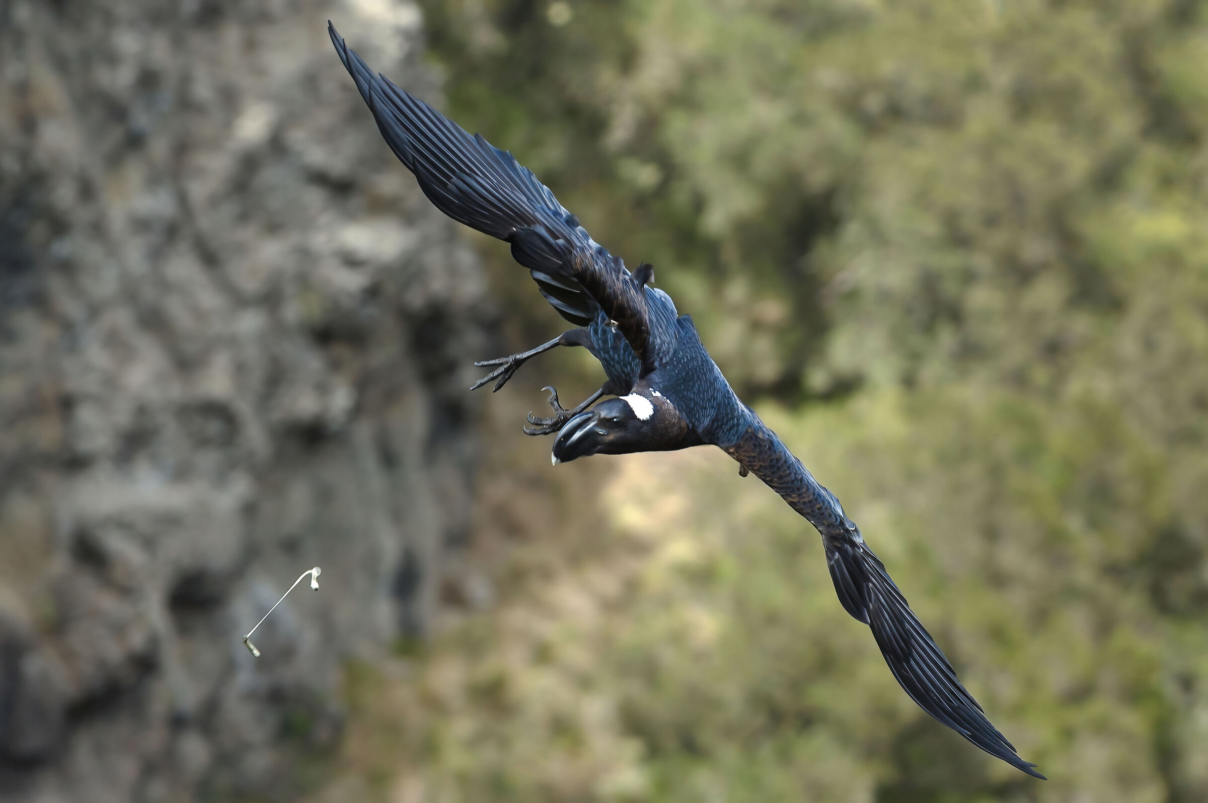 Corvo d'Abissinia (Corvus crassirostris)...