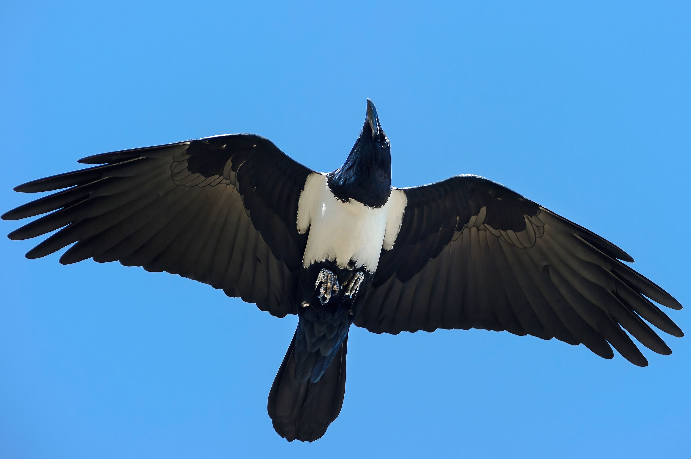 Corvo pettobianco (Corvus albus)...