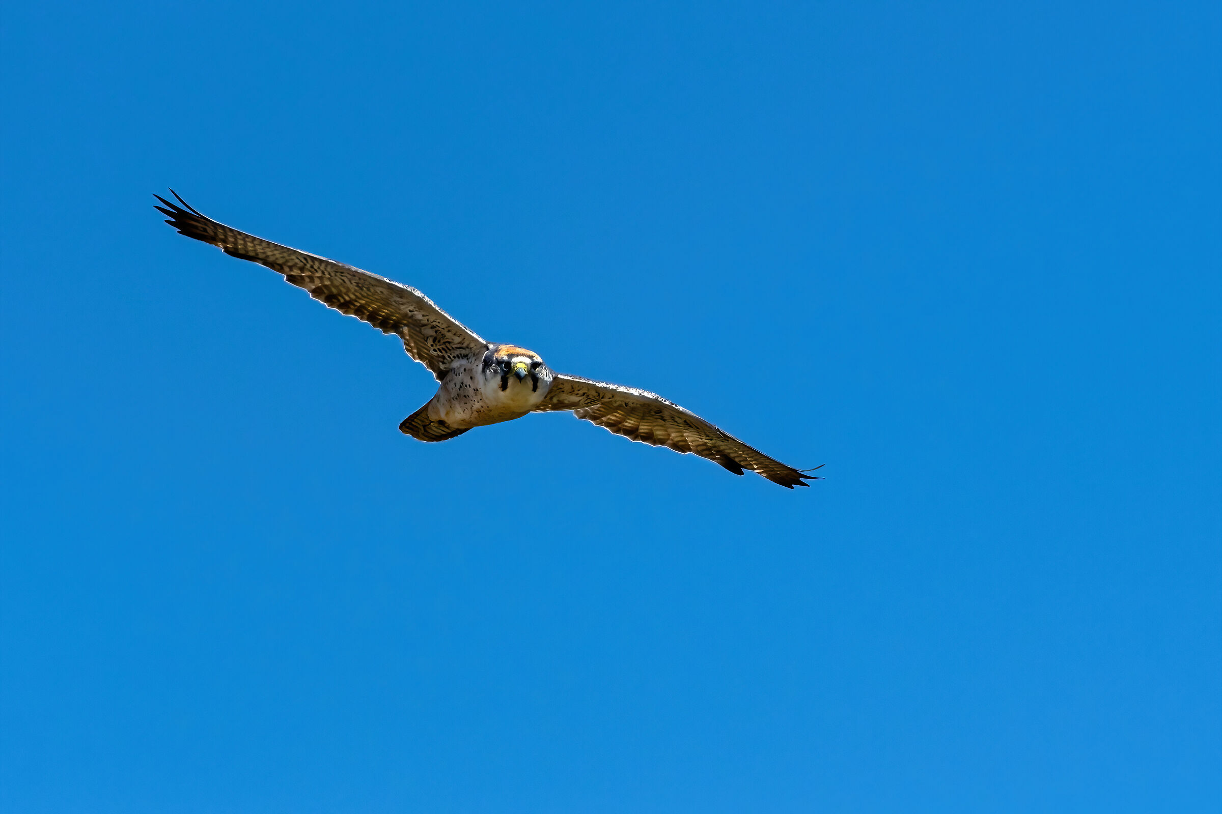 Falco lanario (Falco biarmicus)...