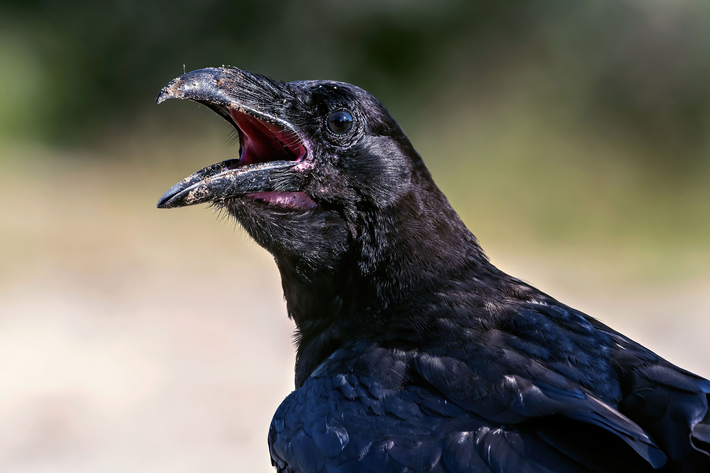 Corvo imperiale (Corvus corax)...