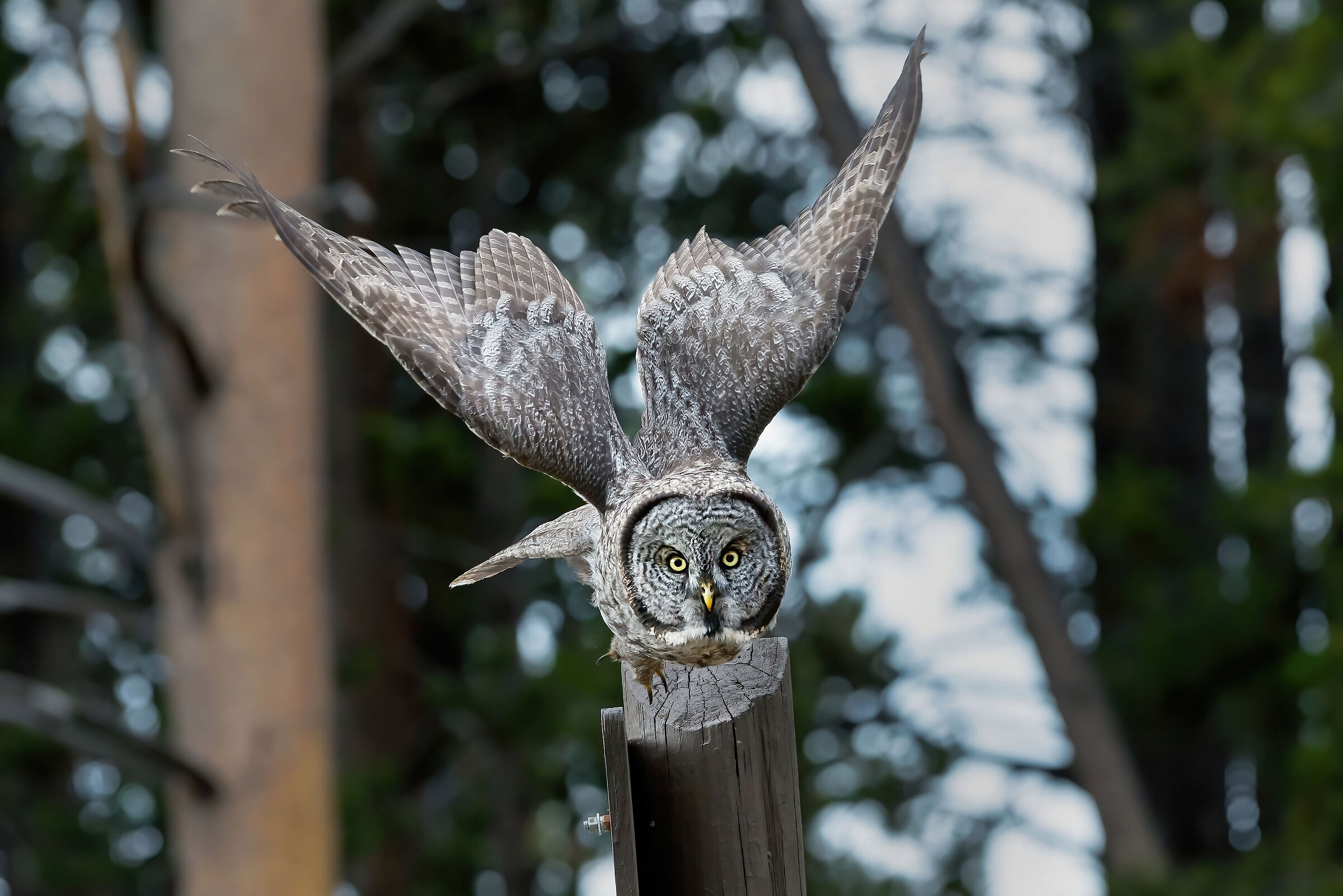 Allocco di Lapponia (Strix nebulosa), Great Grey Owl...
