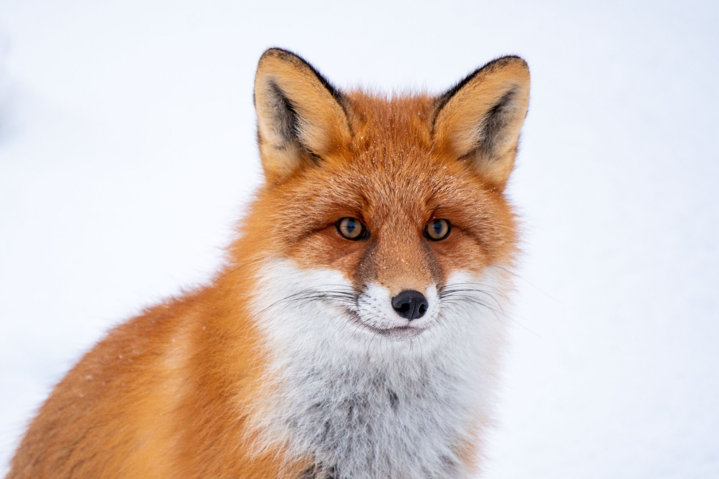 Portrait of fox...