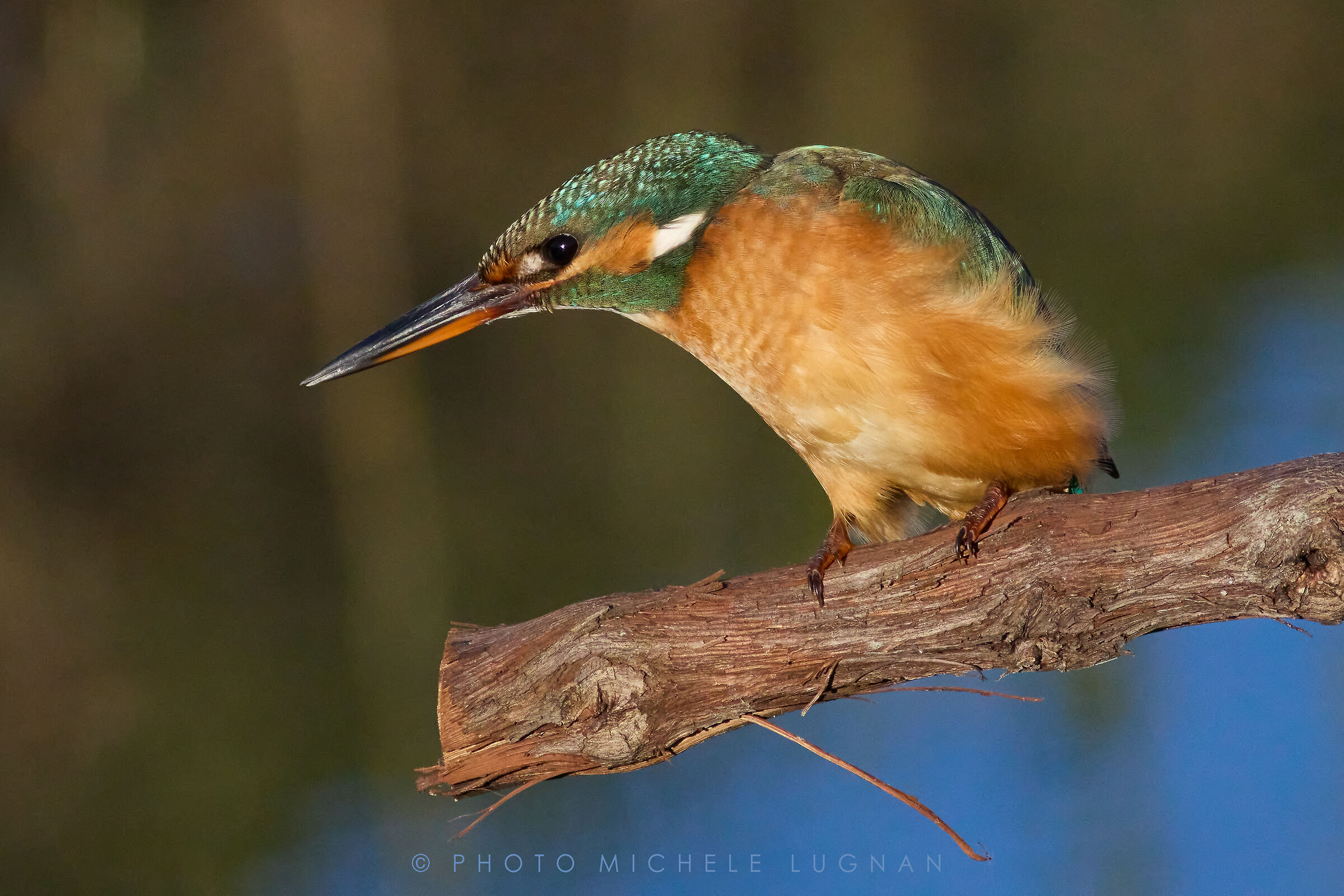 Alcedo atthis (vulg.it. Common kingfisher)...