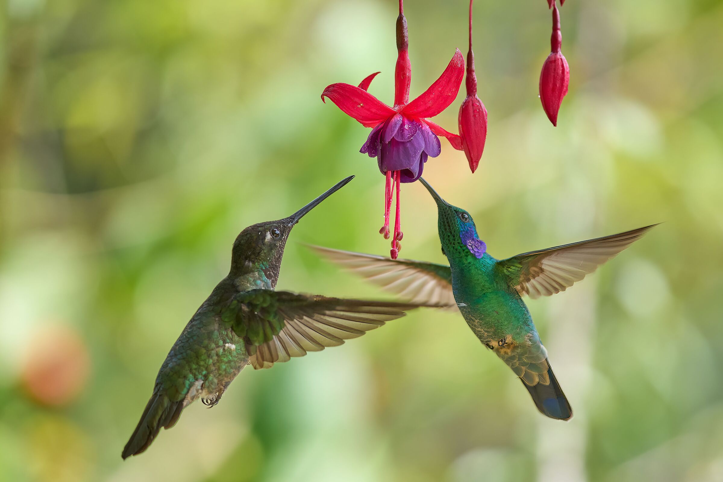 Hummingbird - Costa Rica 2022...