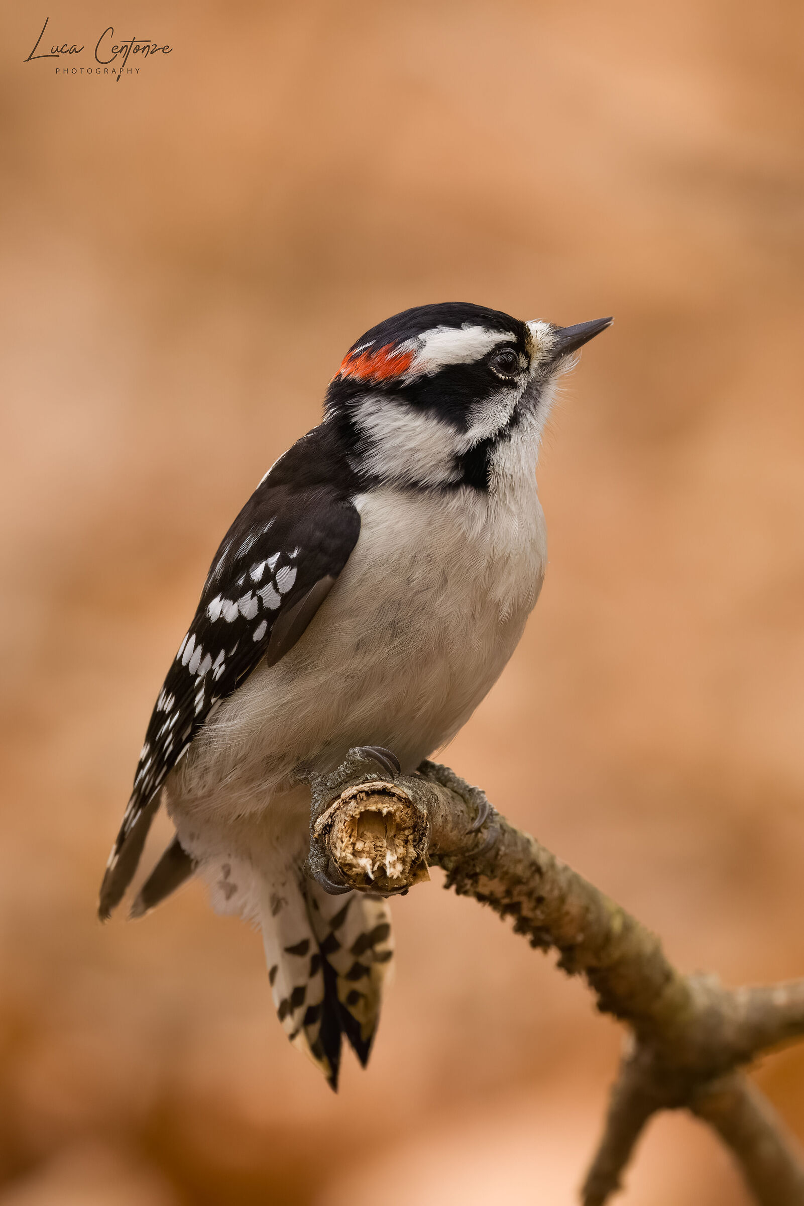 Downy Woodpecker (Dryobates pubescens)...