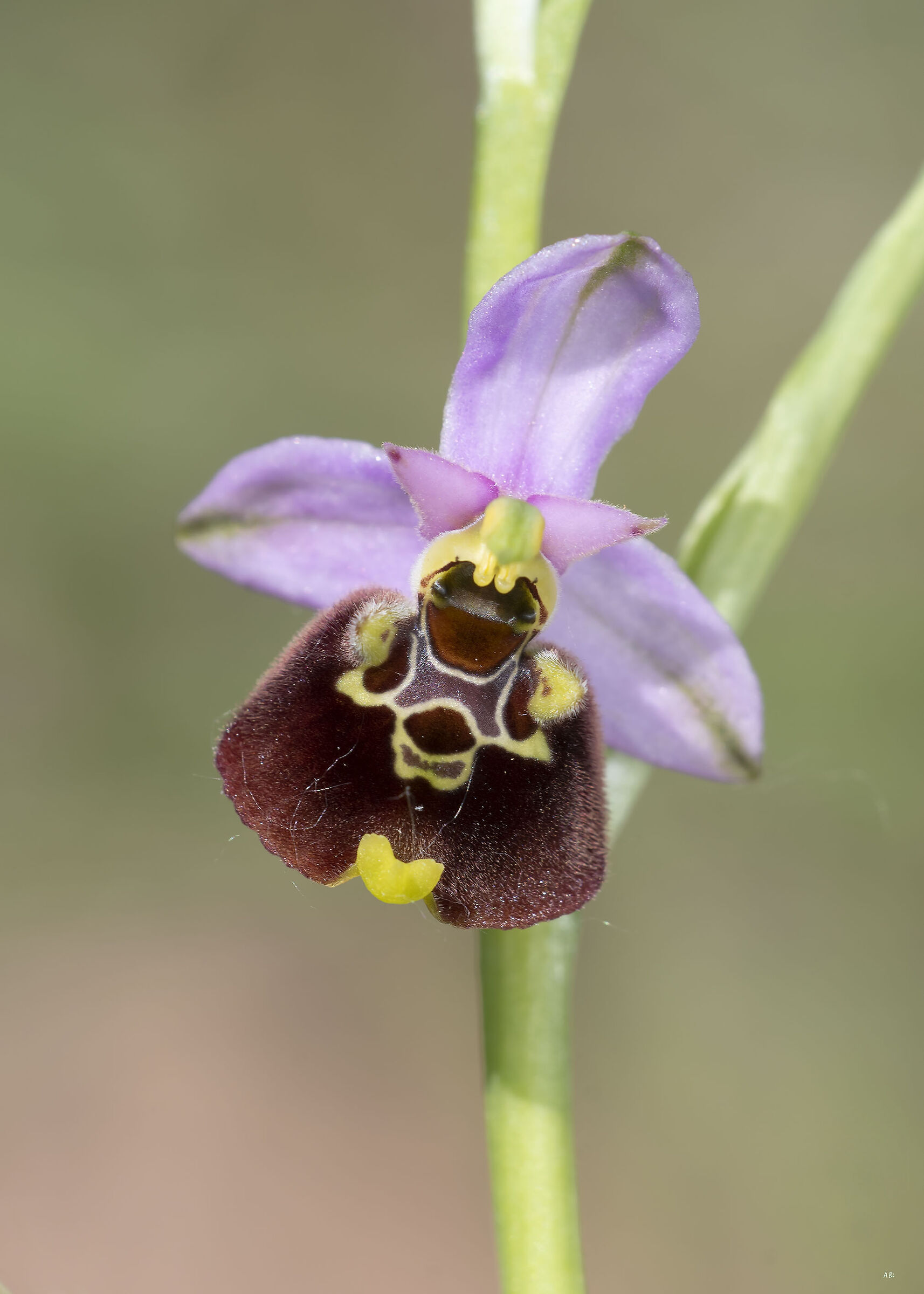 Ophrys luciflora...