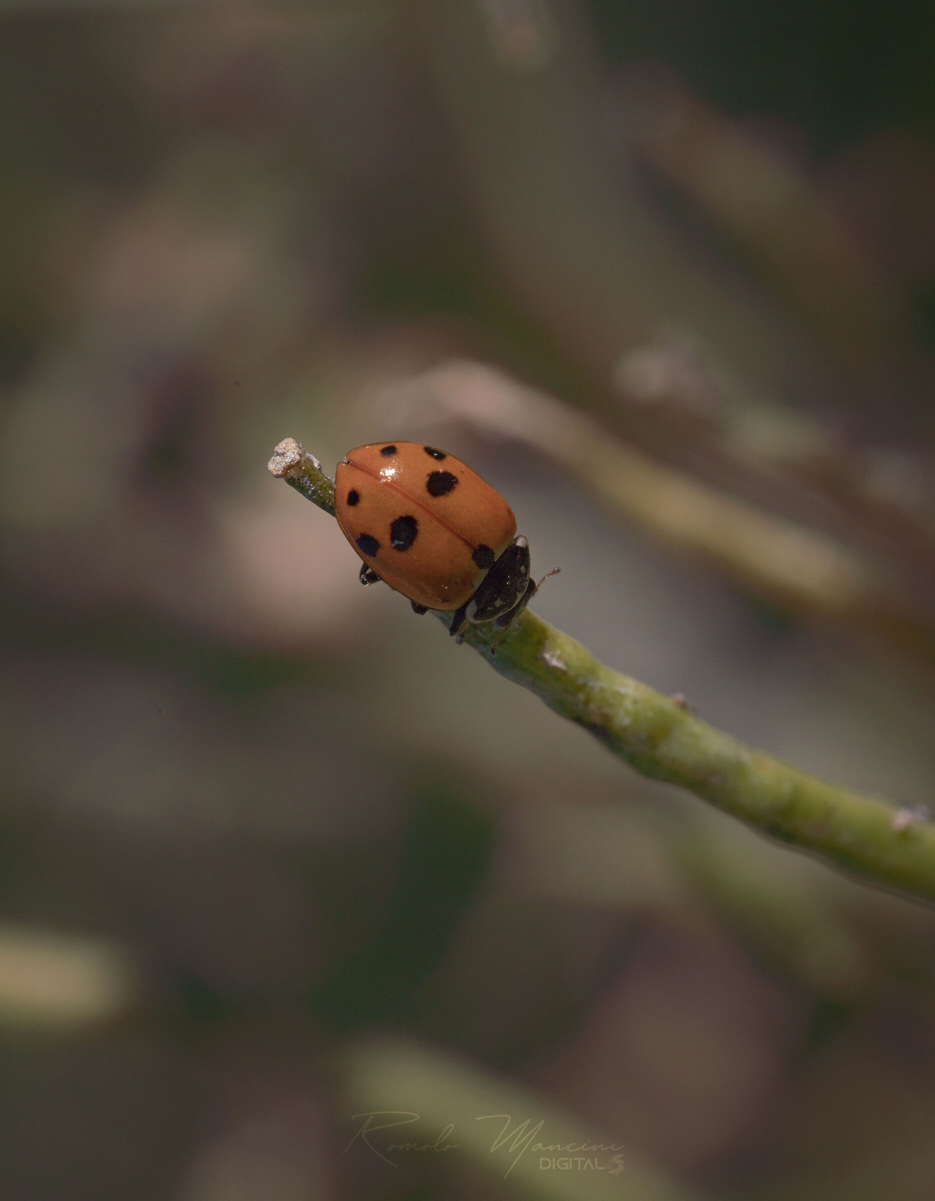 Ladybug_2...