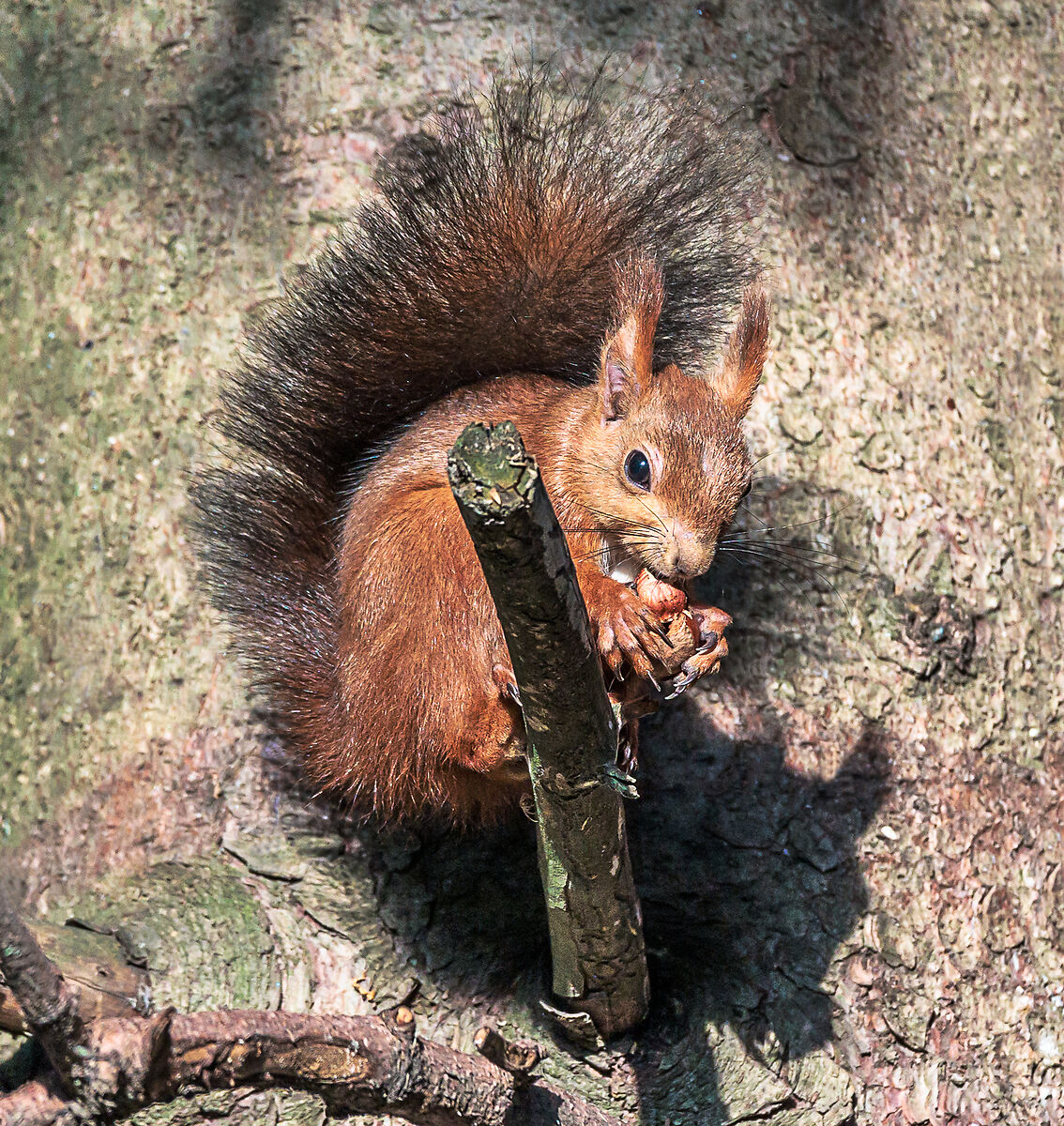 Red squirrel with hazelnut...