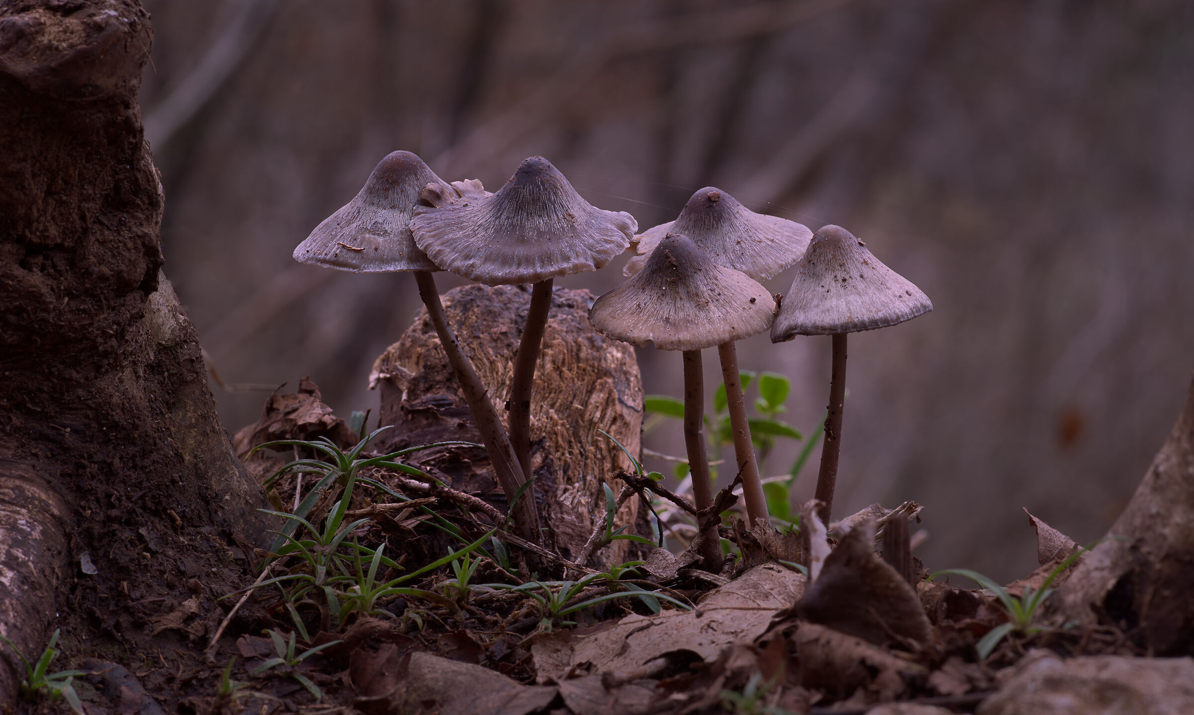 Forest mushrooms...