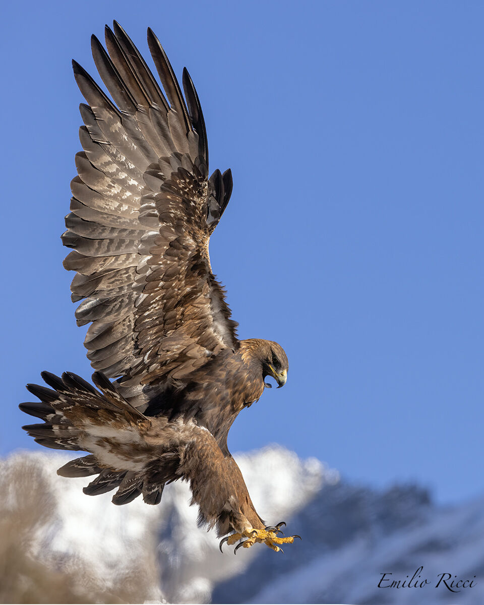 golden eagle Italian Alps...