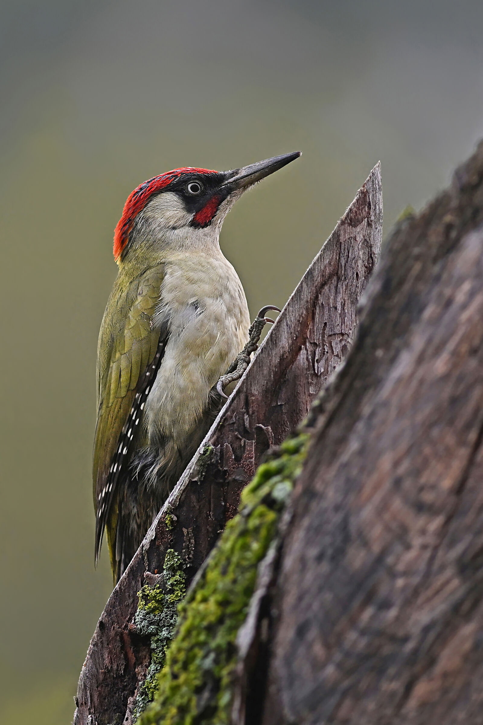 Feather stories ( Green woodpecker M. )...