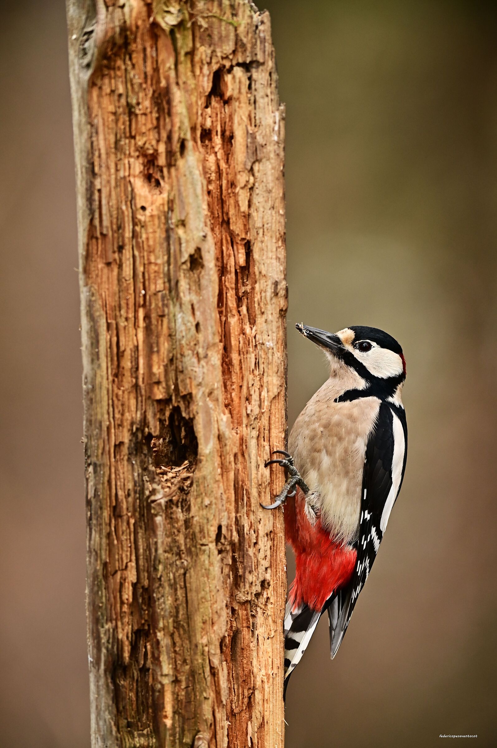 Male Greater Spotted Woodpecker ...