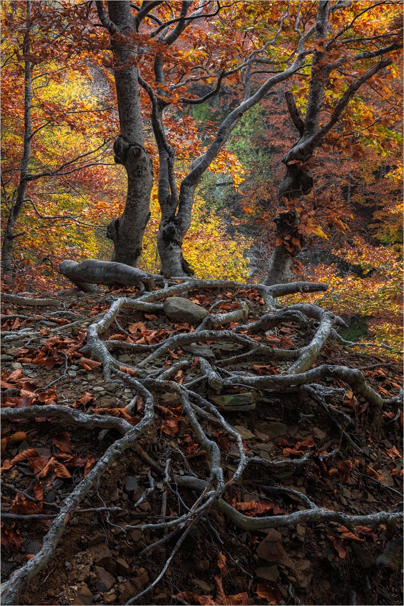 Roots of the Autumn...