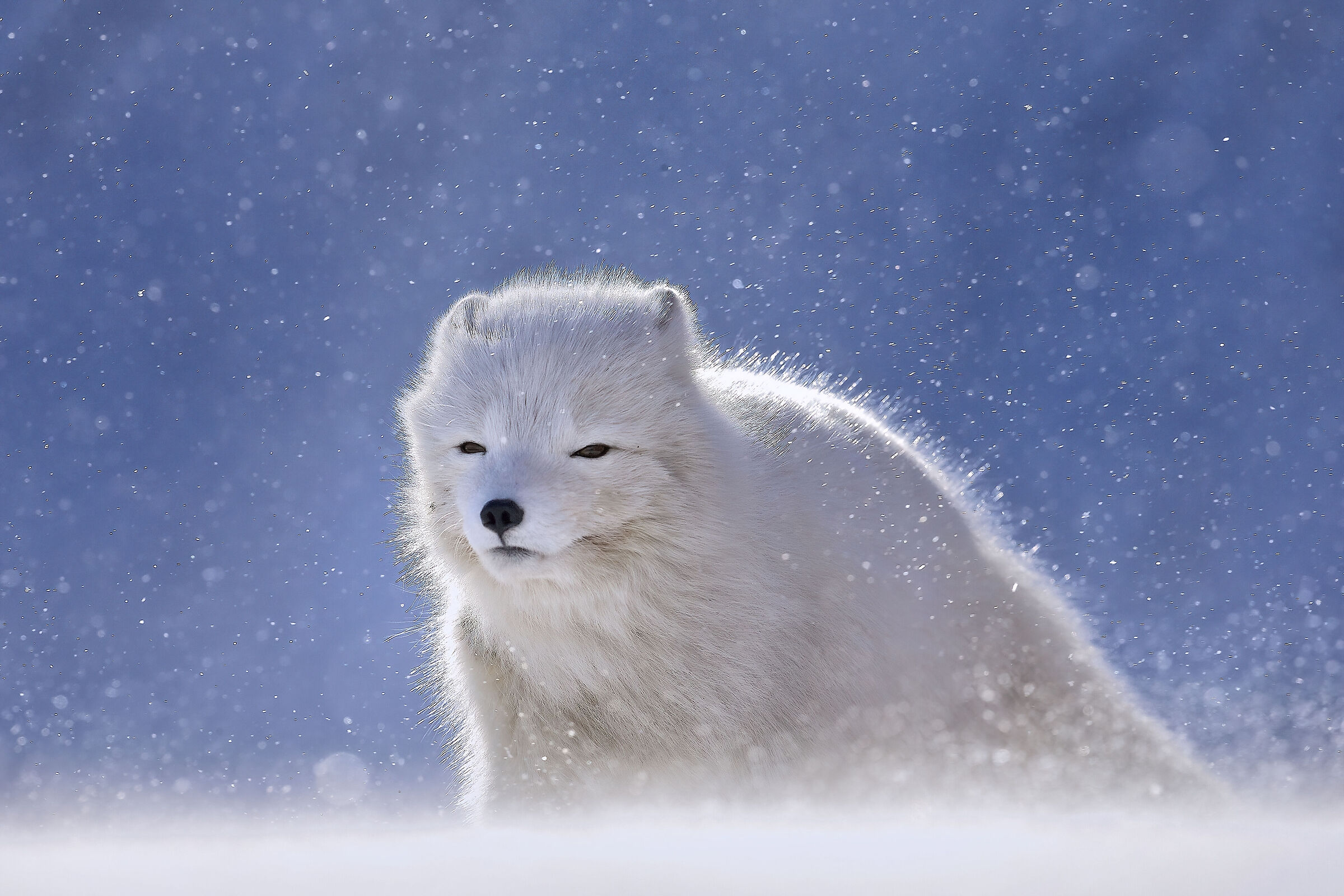 Arctic fox...