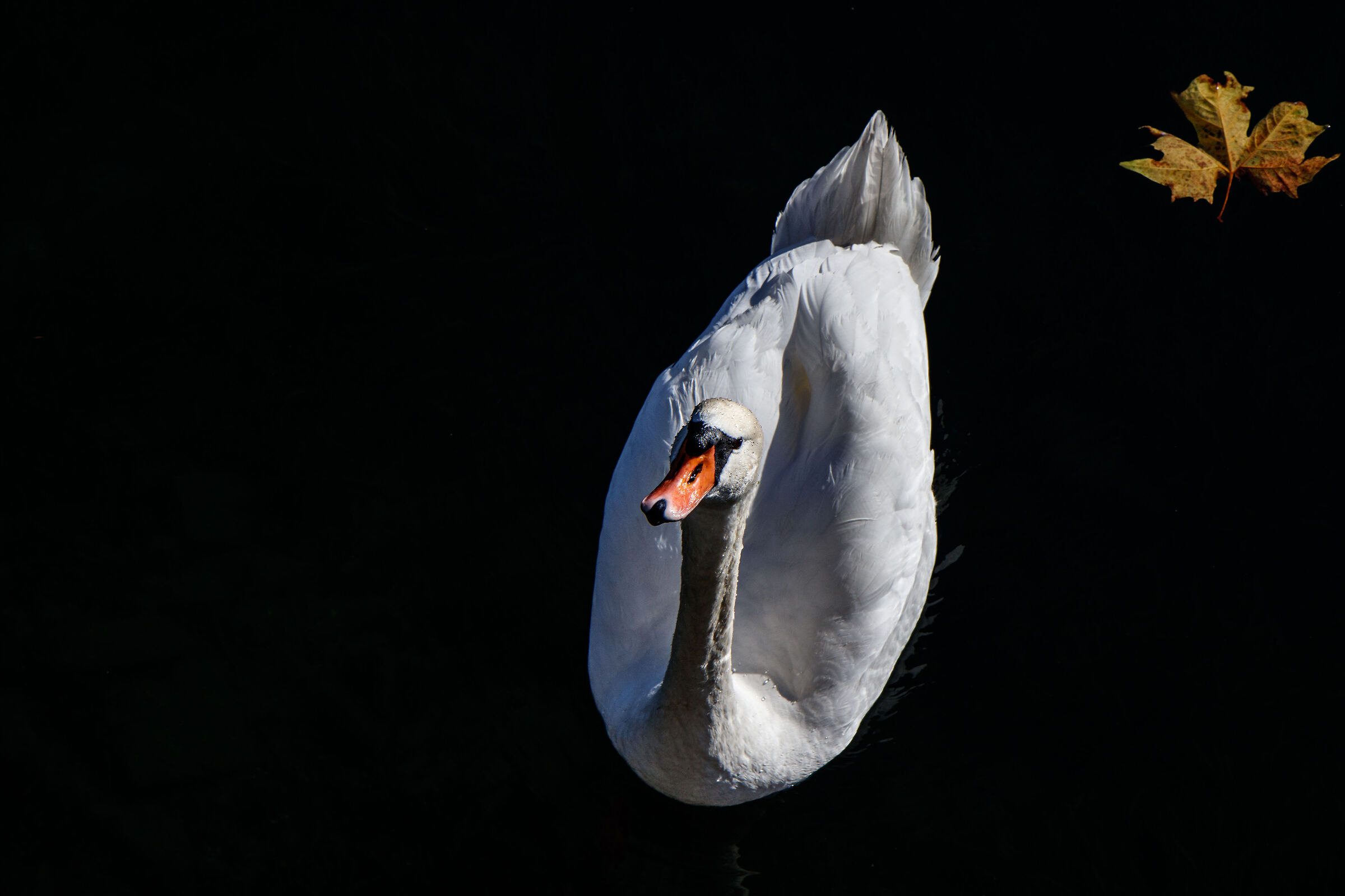 Swan Lake ...