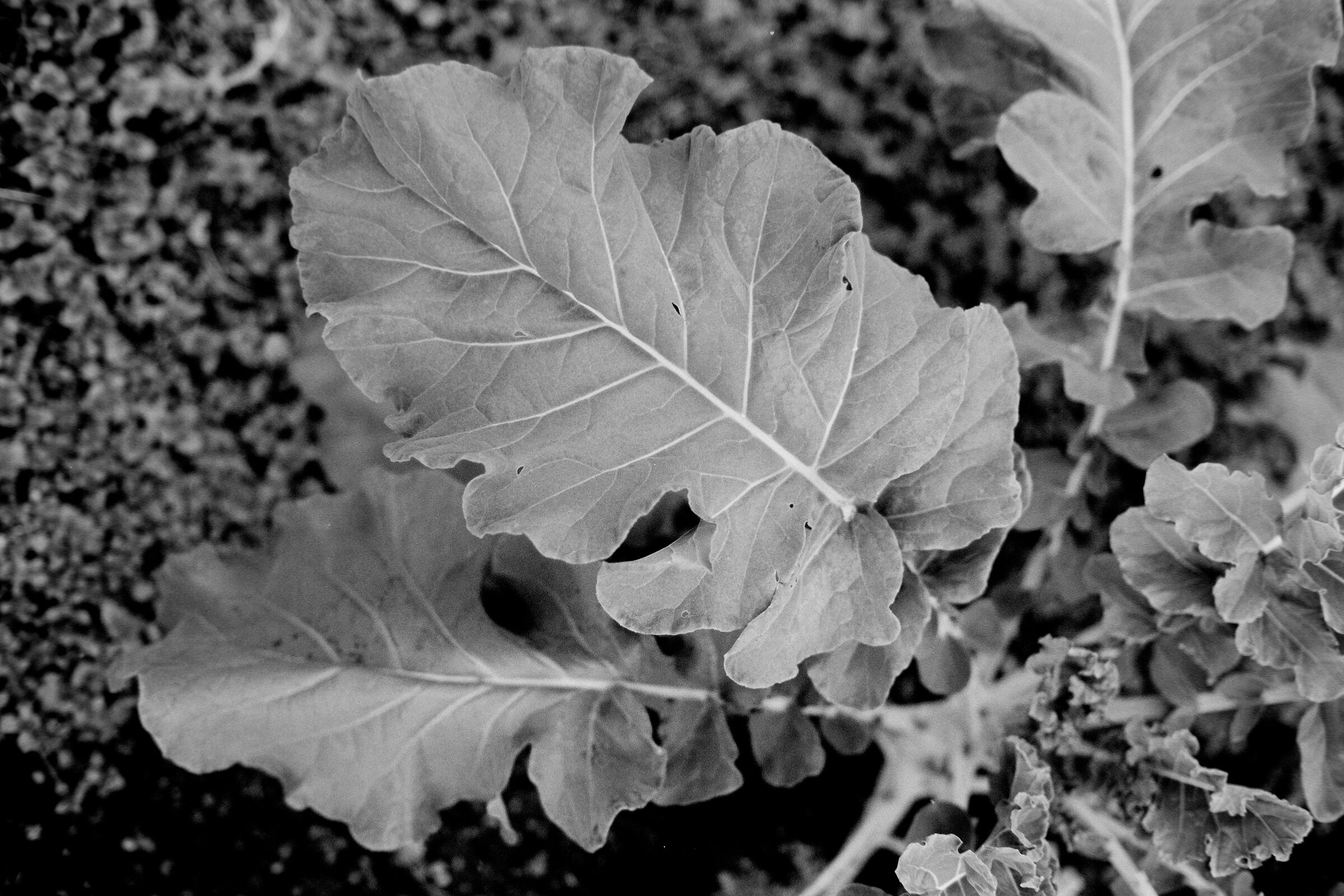 Is it cabbage or broccoli? FOMA100, Canon 50 1.4...
