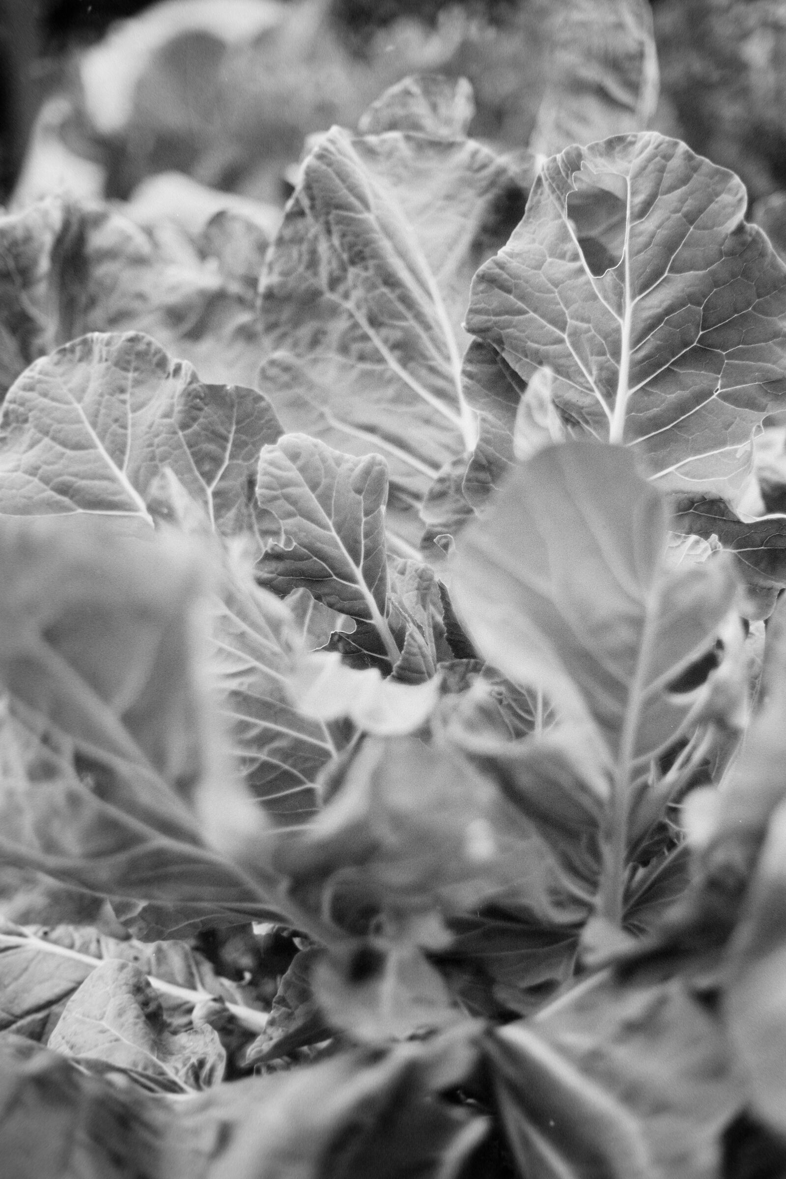 Is it cabbage or broccoli2? FOMA100, Canon 50 1.4...