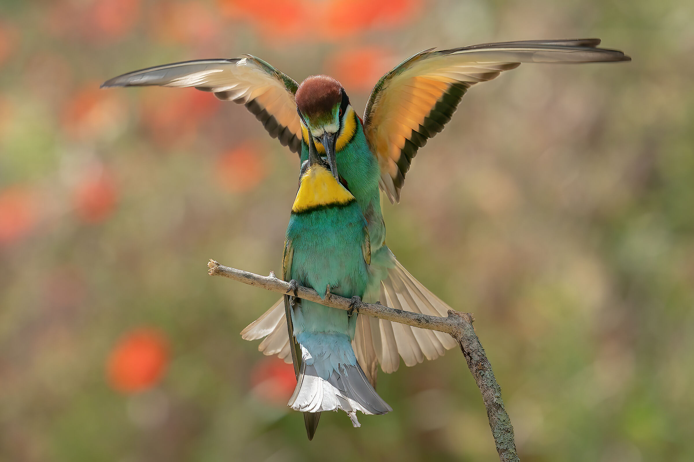 Bee-eaters while flirting .....