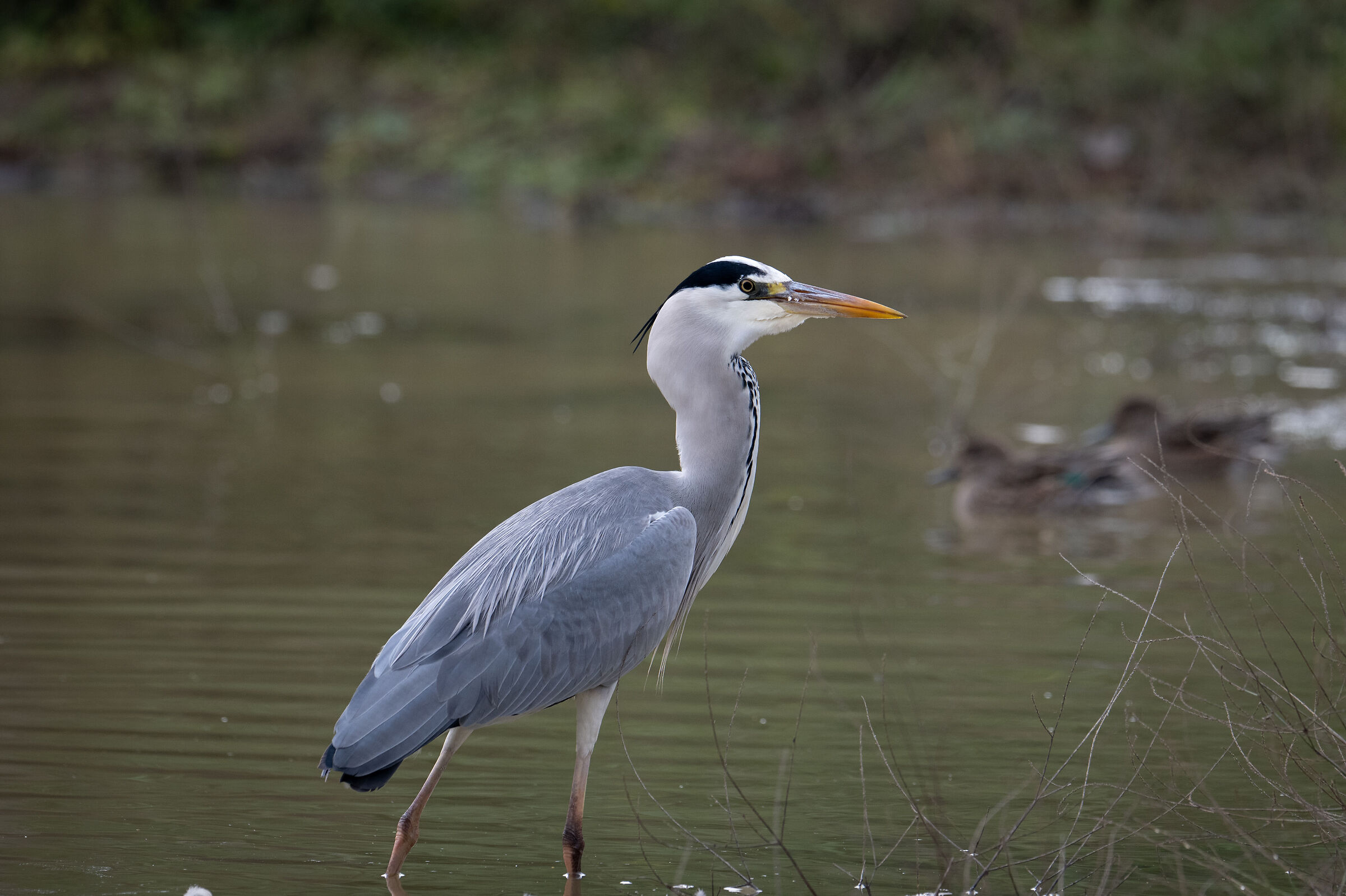 Grey heron and fish that you can't see...