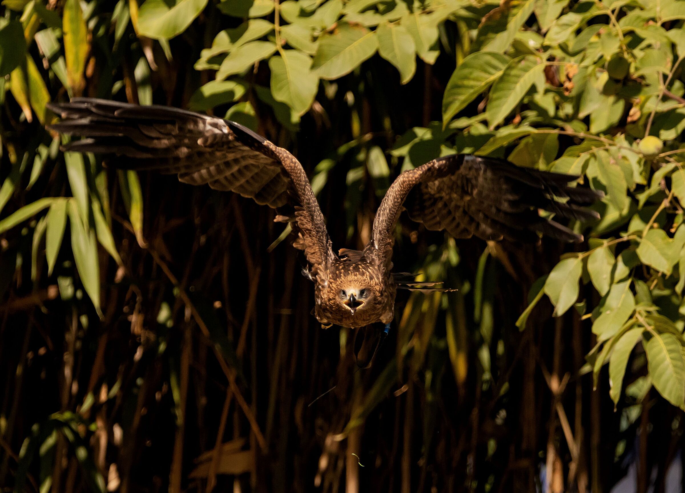 Red-tailed buzzard in flight12/08/2021Oasi Sant'Alessio pv...
