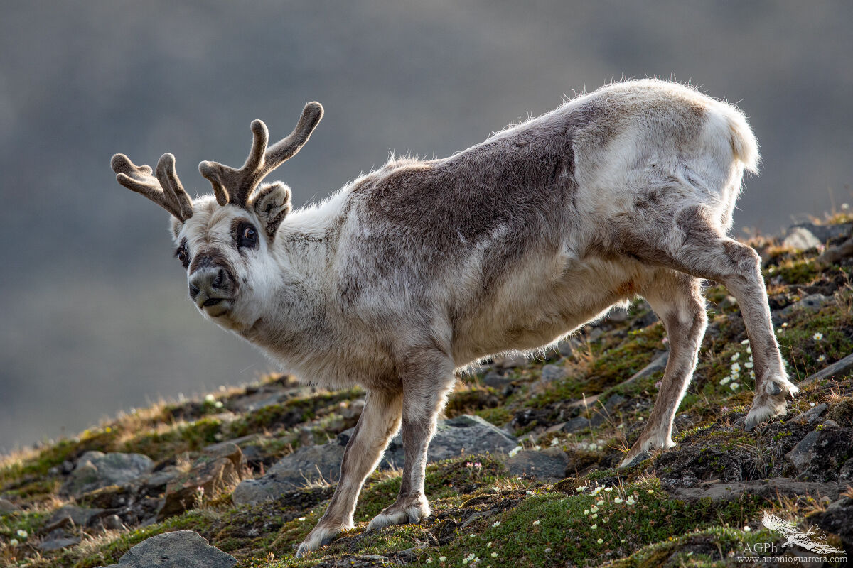 Curious Arctic reindeer...