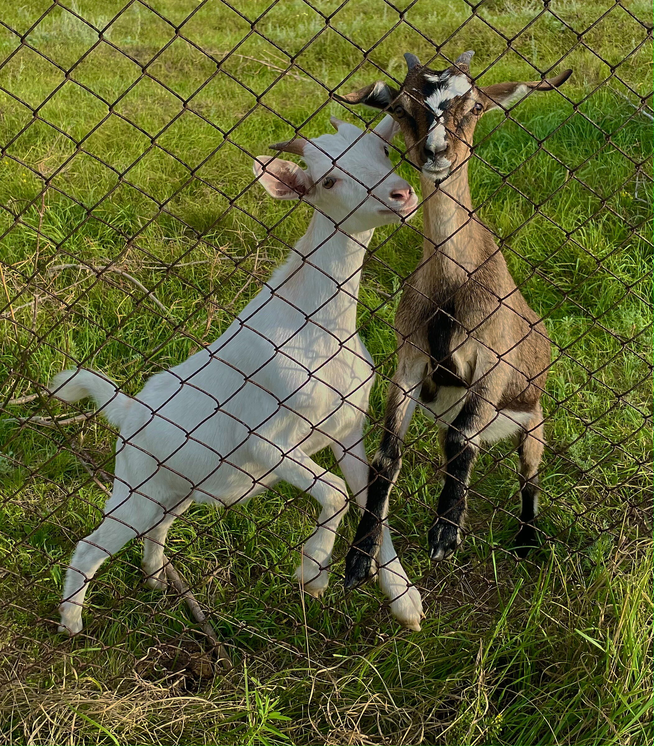 young goats behind a fence...
