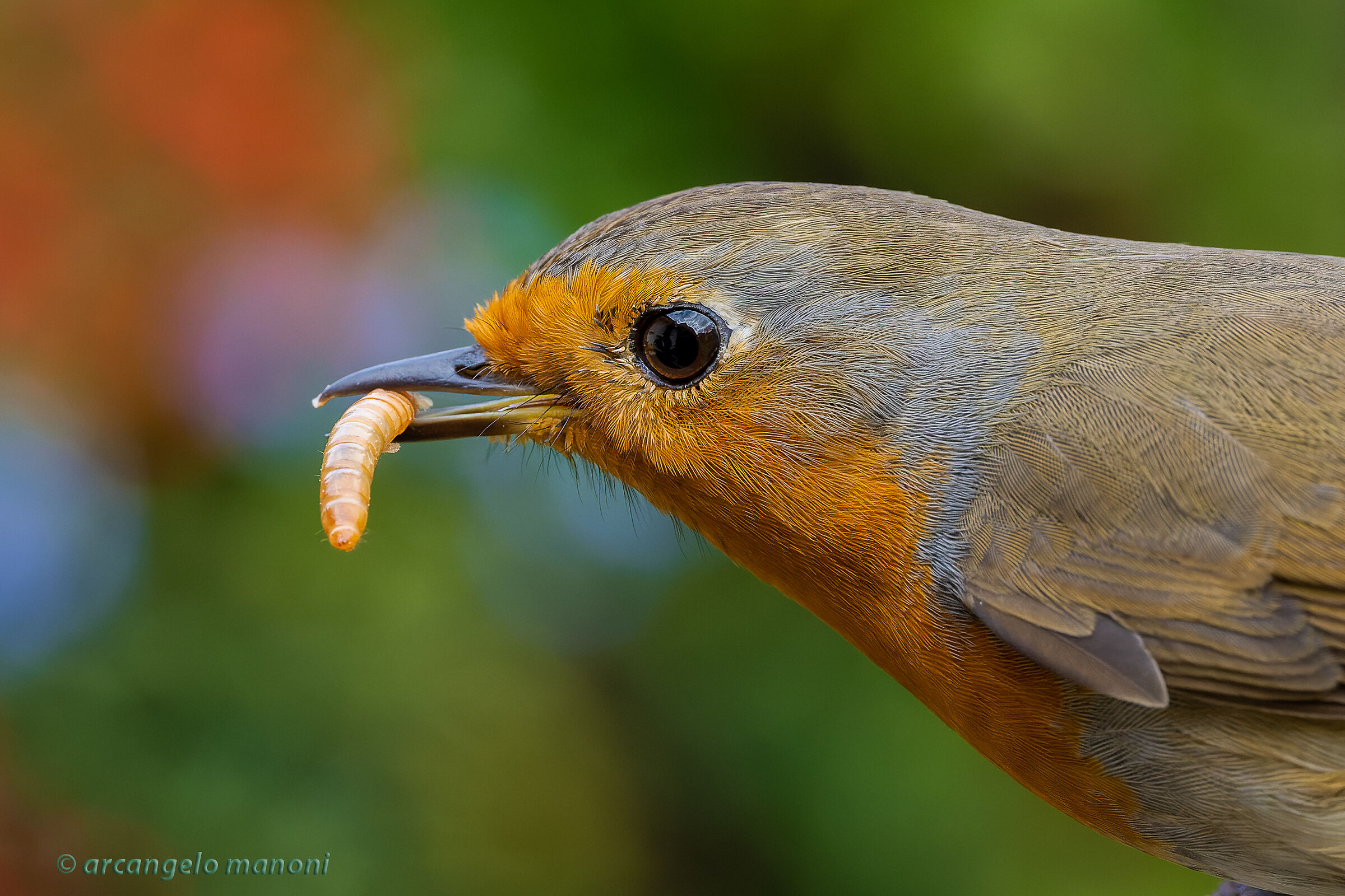 The conquest of the mealworm...