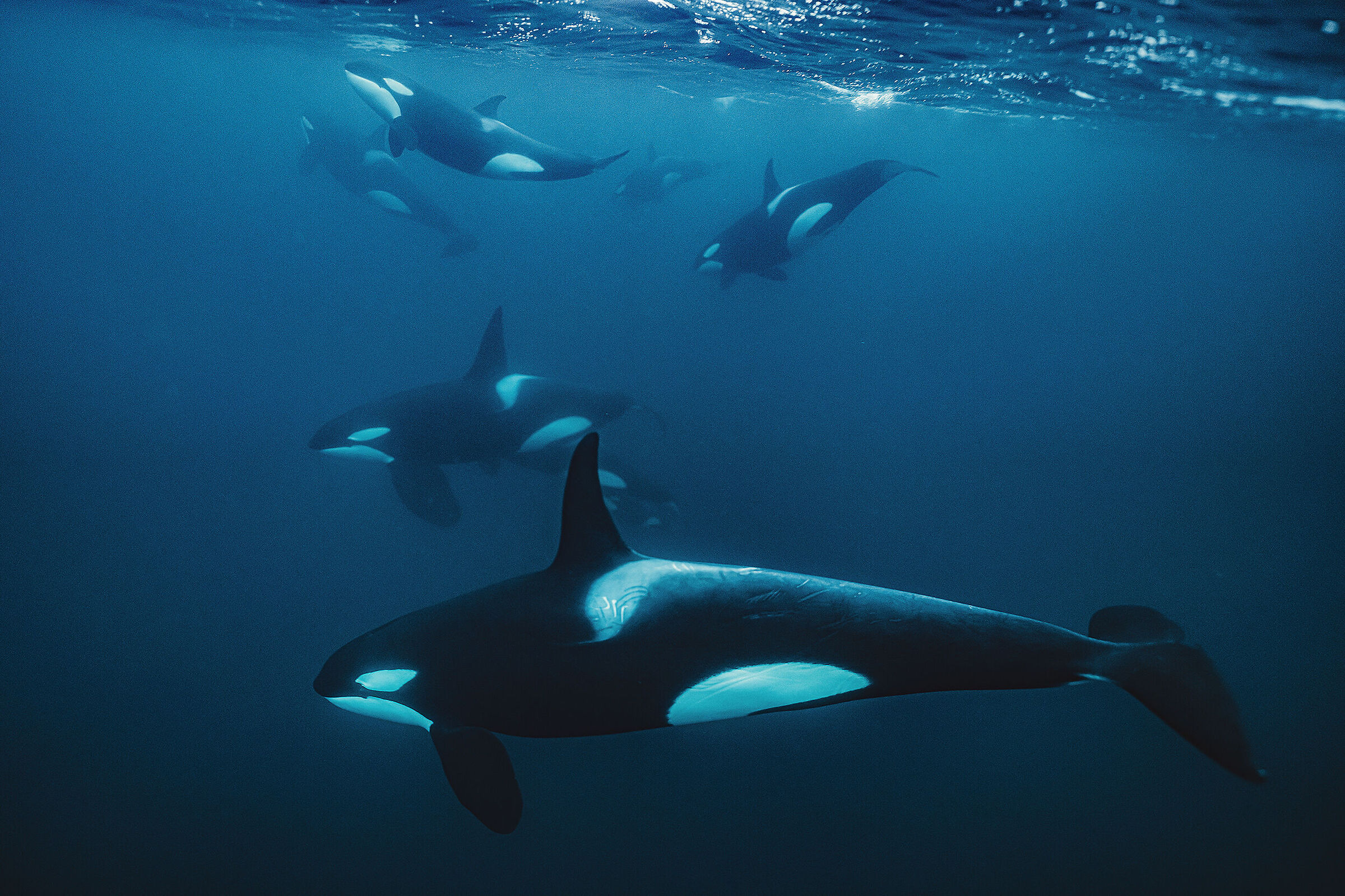 Killer whales in motion...