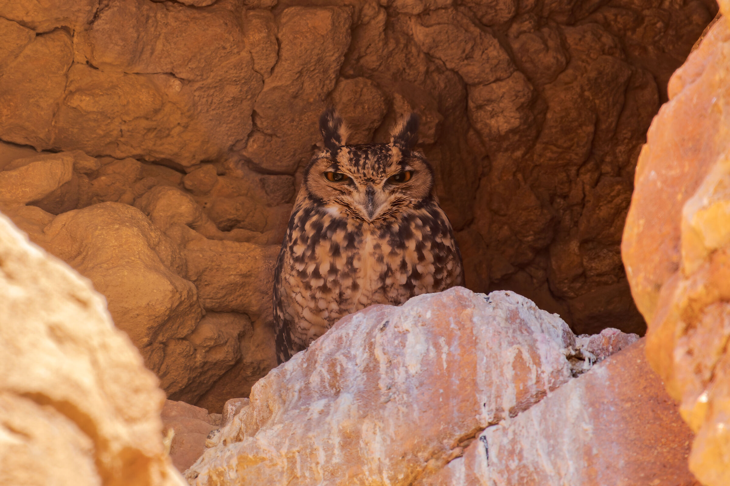 Desert eagle owl...