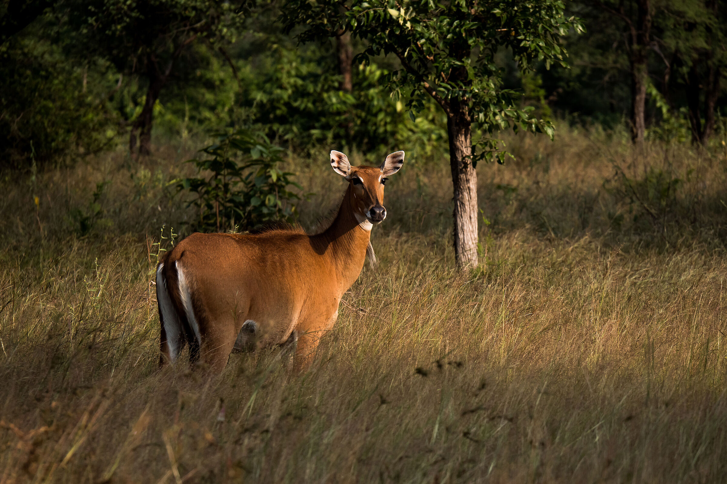Antelope - Panna National Park - India 2022...