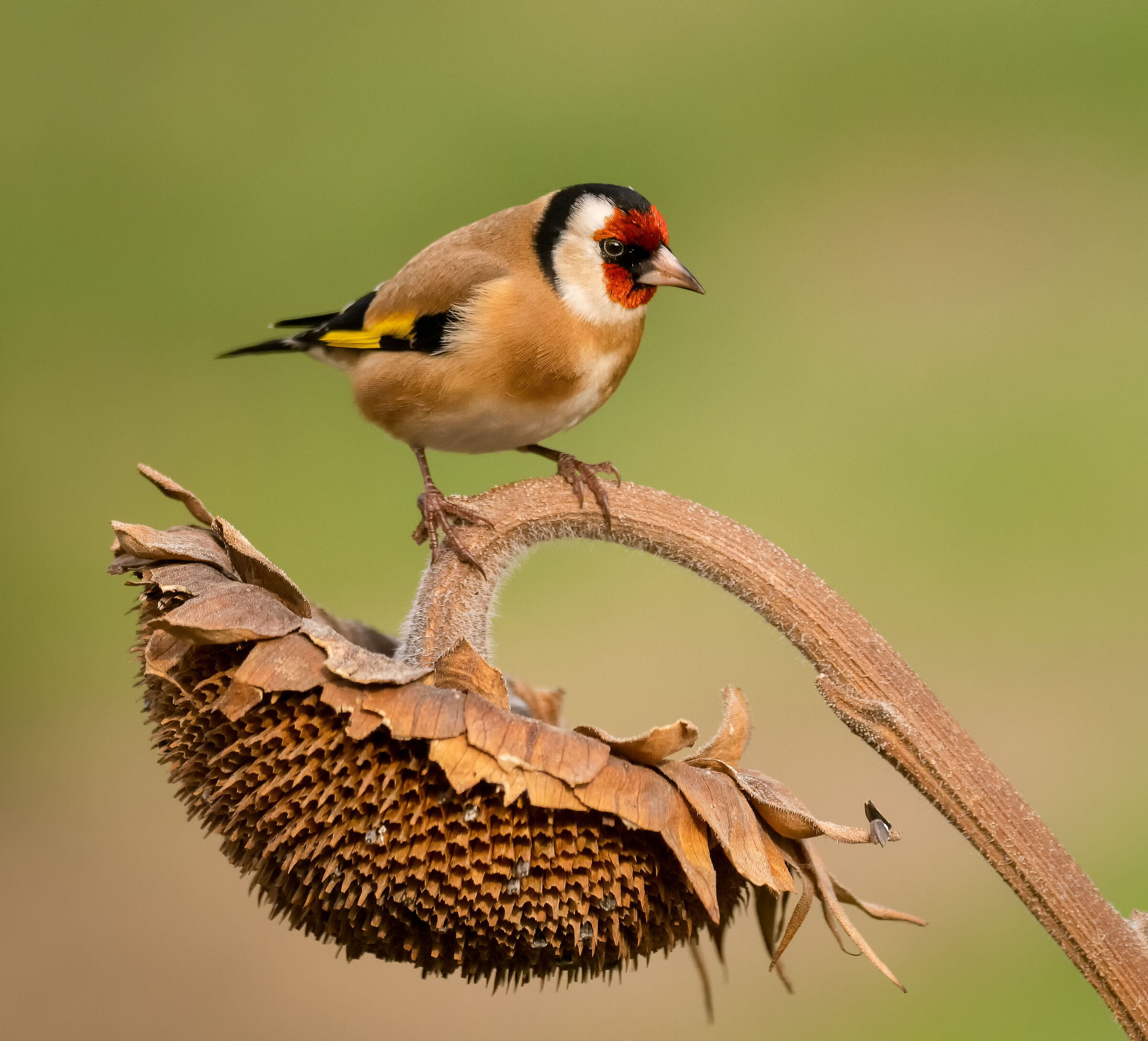 and Goldfinches 7...