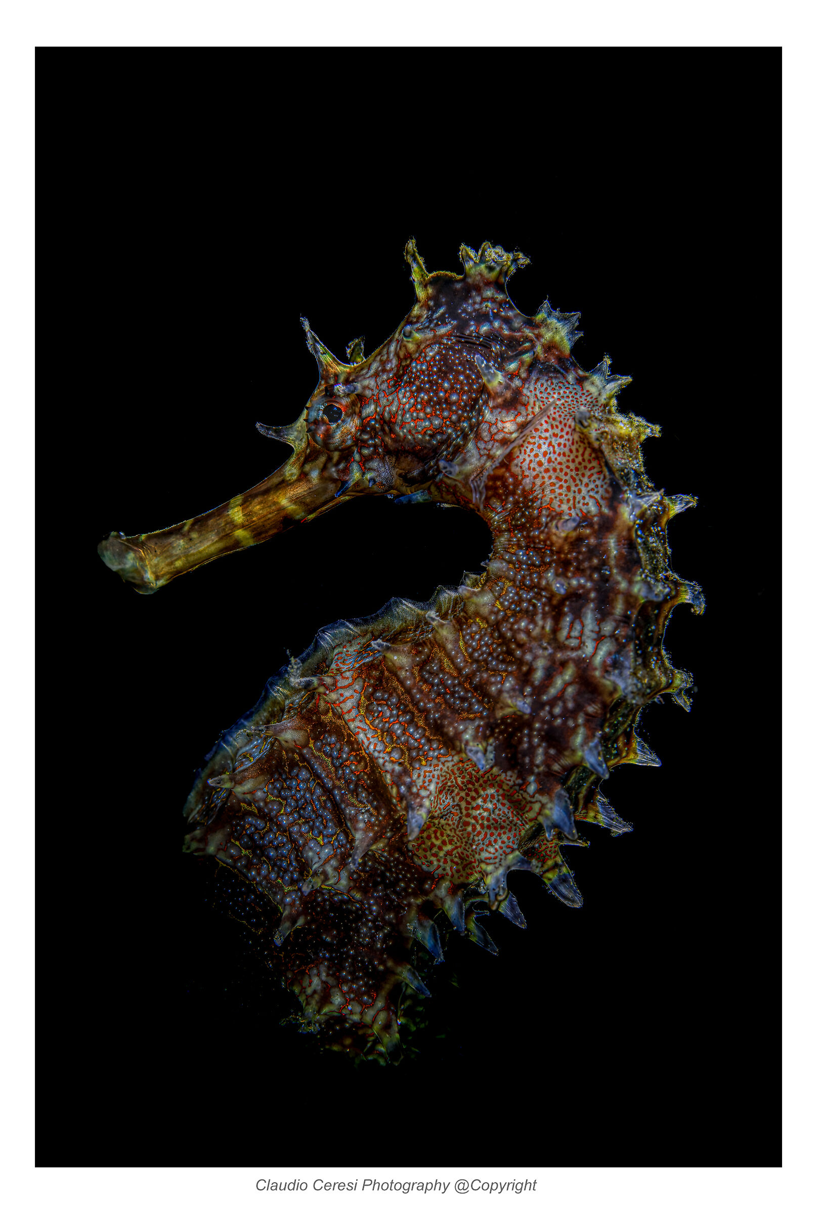 cavalluccio marino istrice  Hippocampus Histryx...