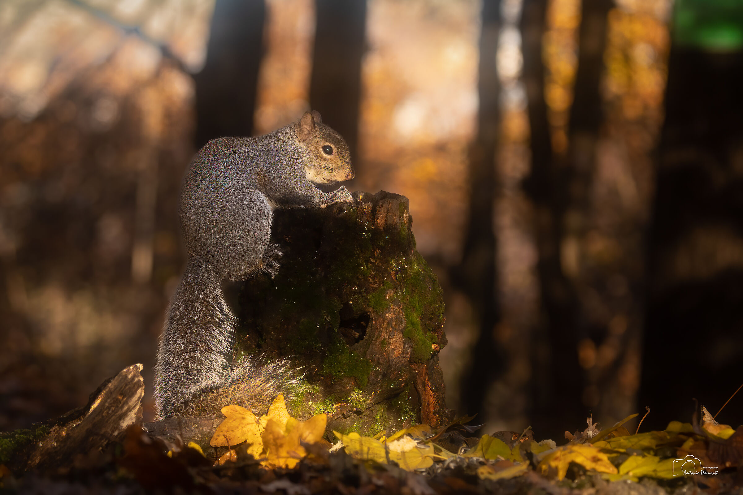 The squirrel in autumn atmosphere...