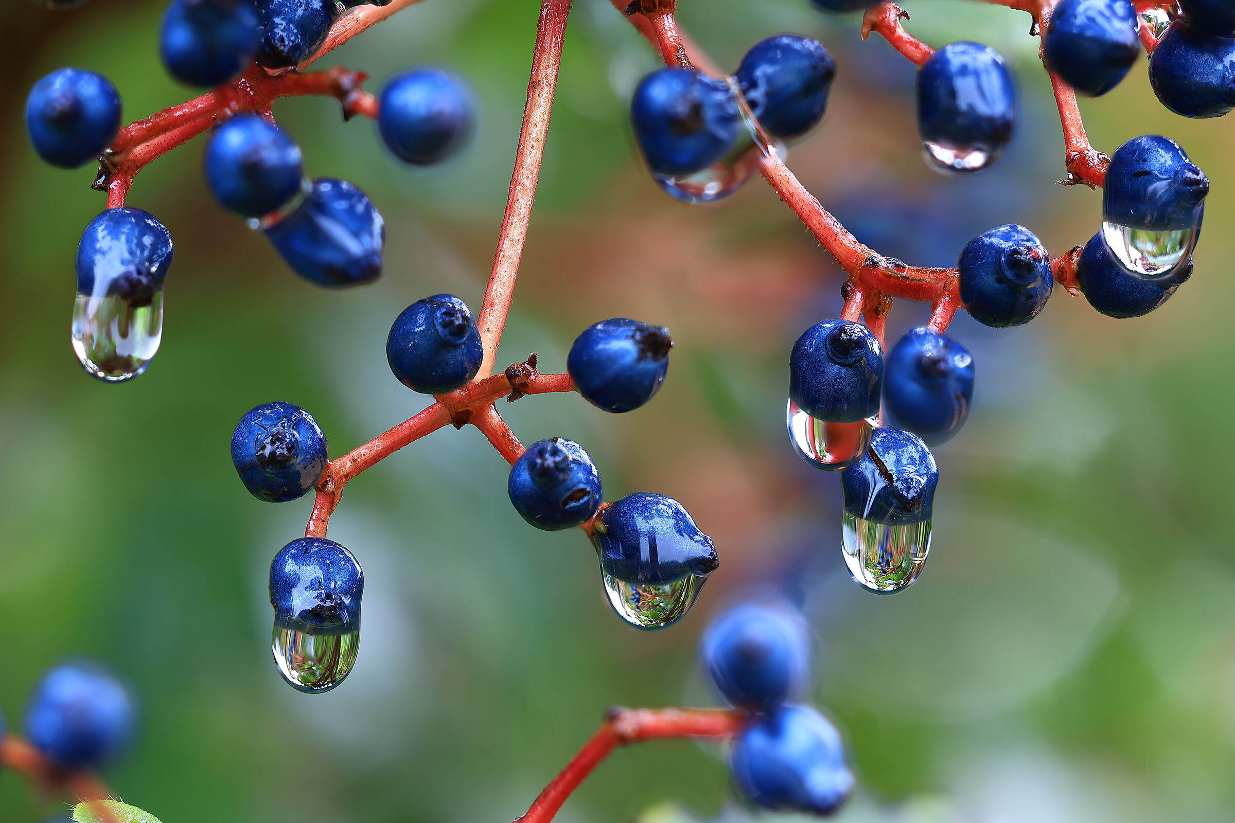 The small berries of Viburnum vat...