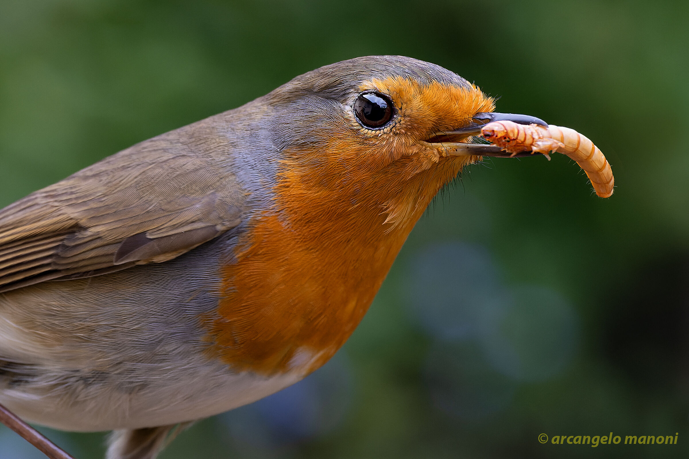 Breakfast of the robin...