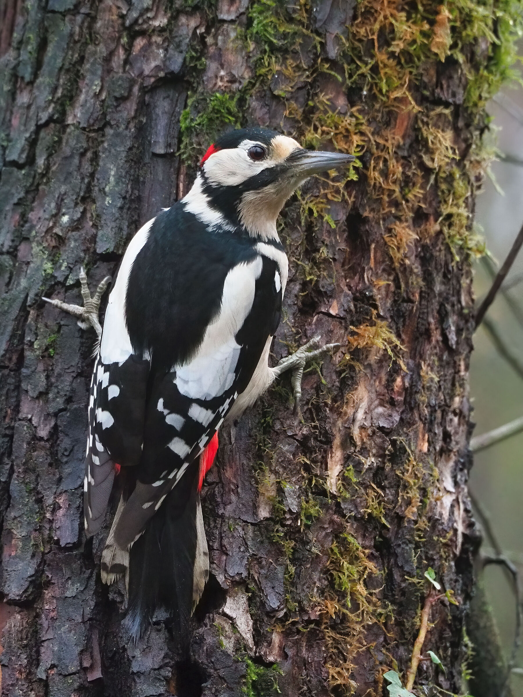 Spotted woodpecker (m)...