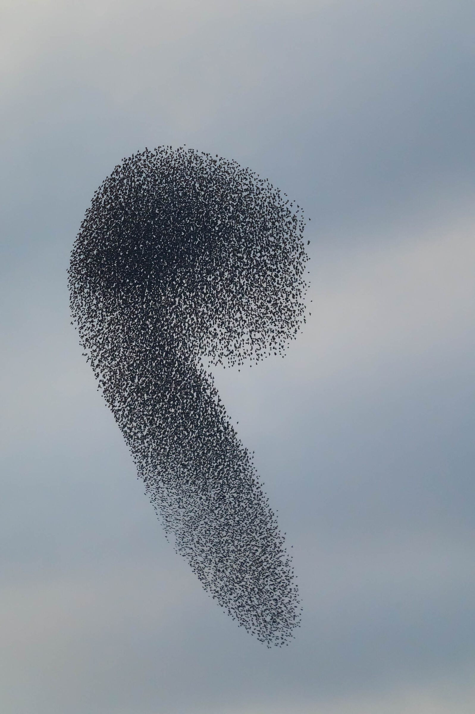 The rudeness of starlings...