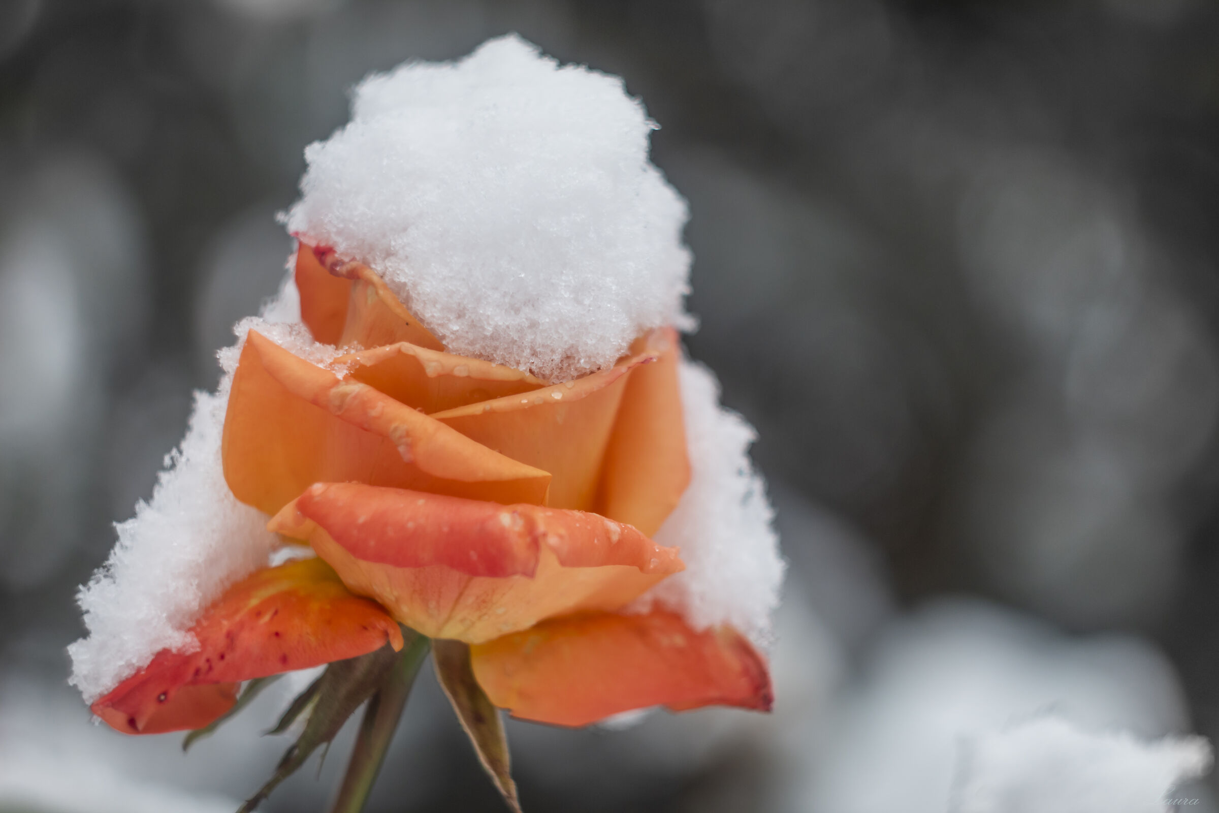 La rosa e la neve...