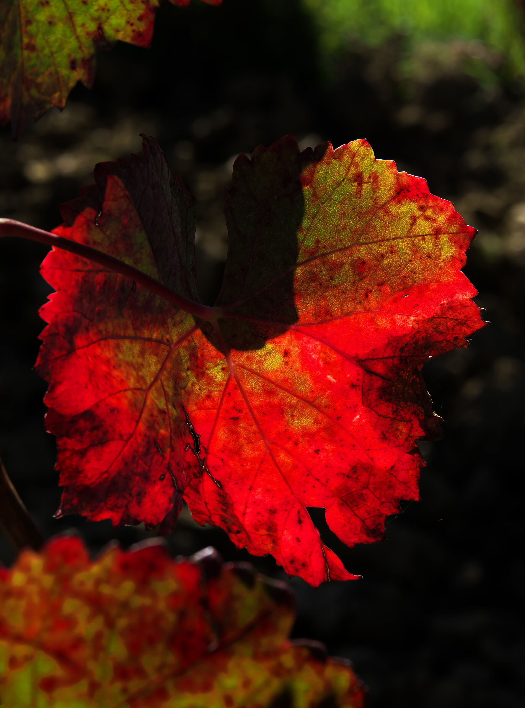 The Red Leaf...