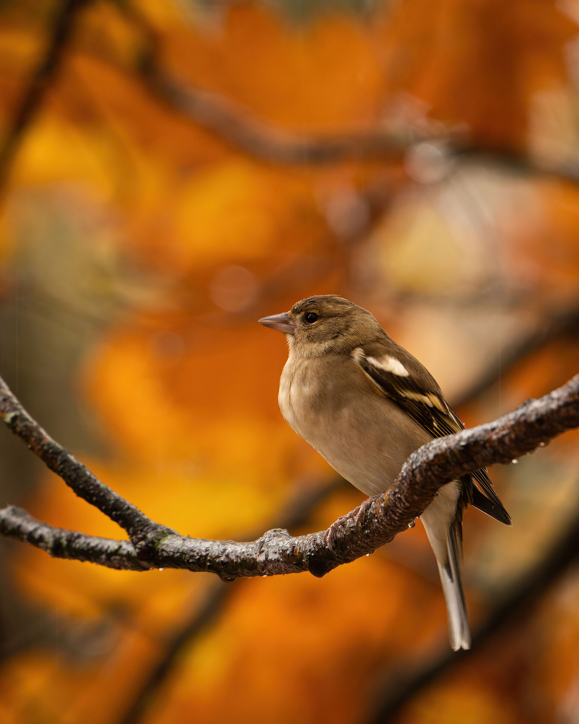 Female chaffinch immersed in autumn colors...